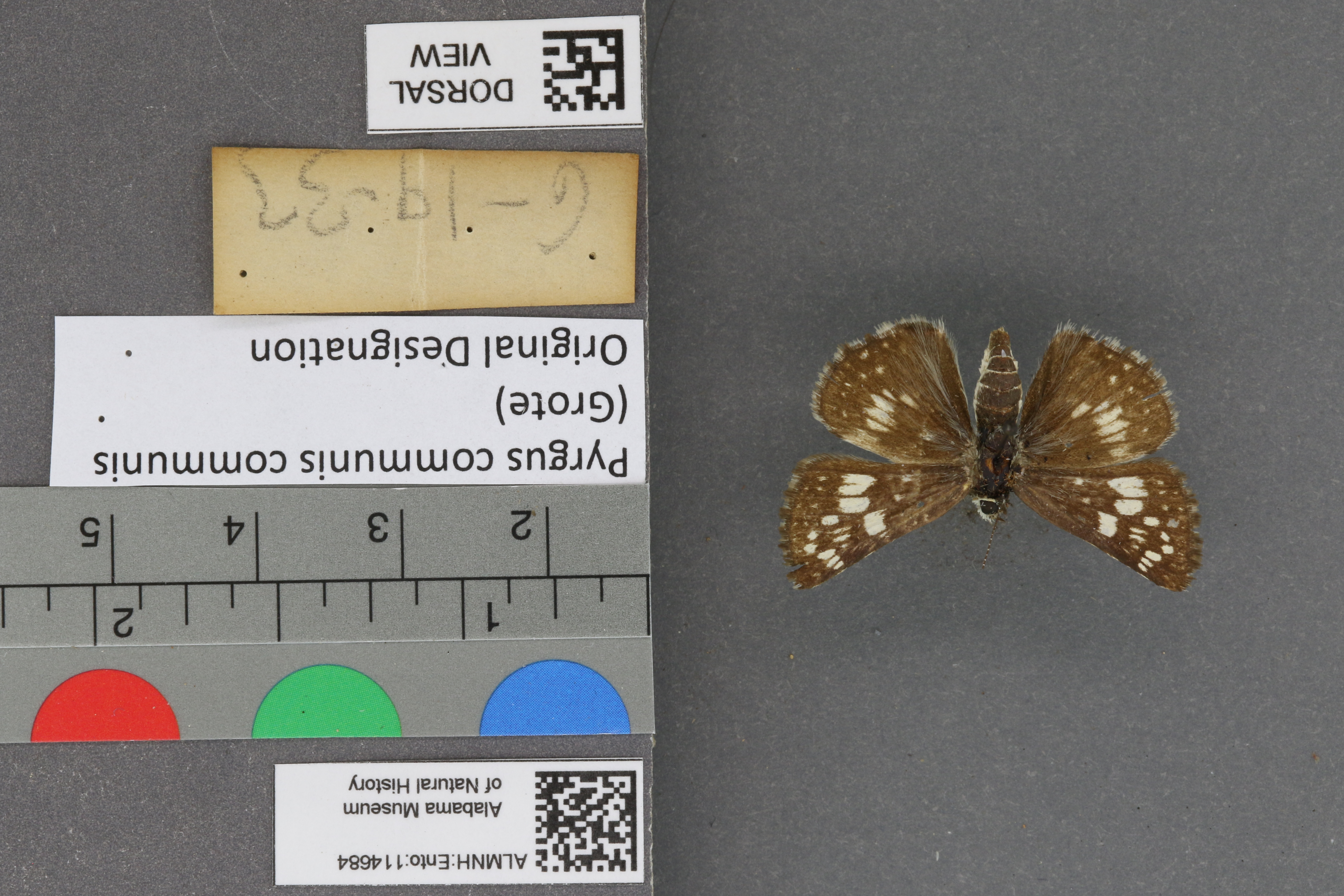Pyrgus communis