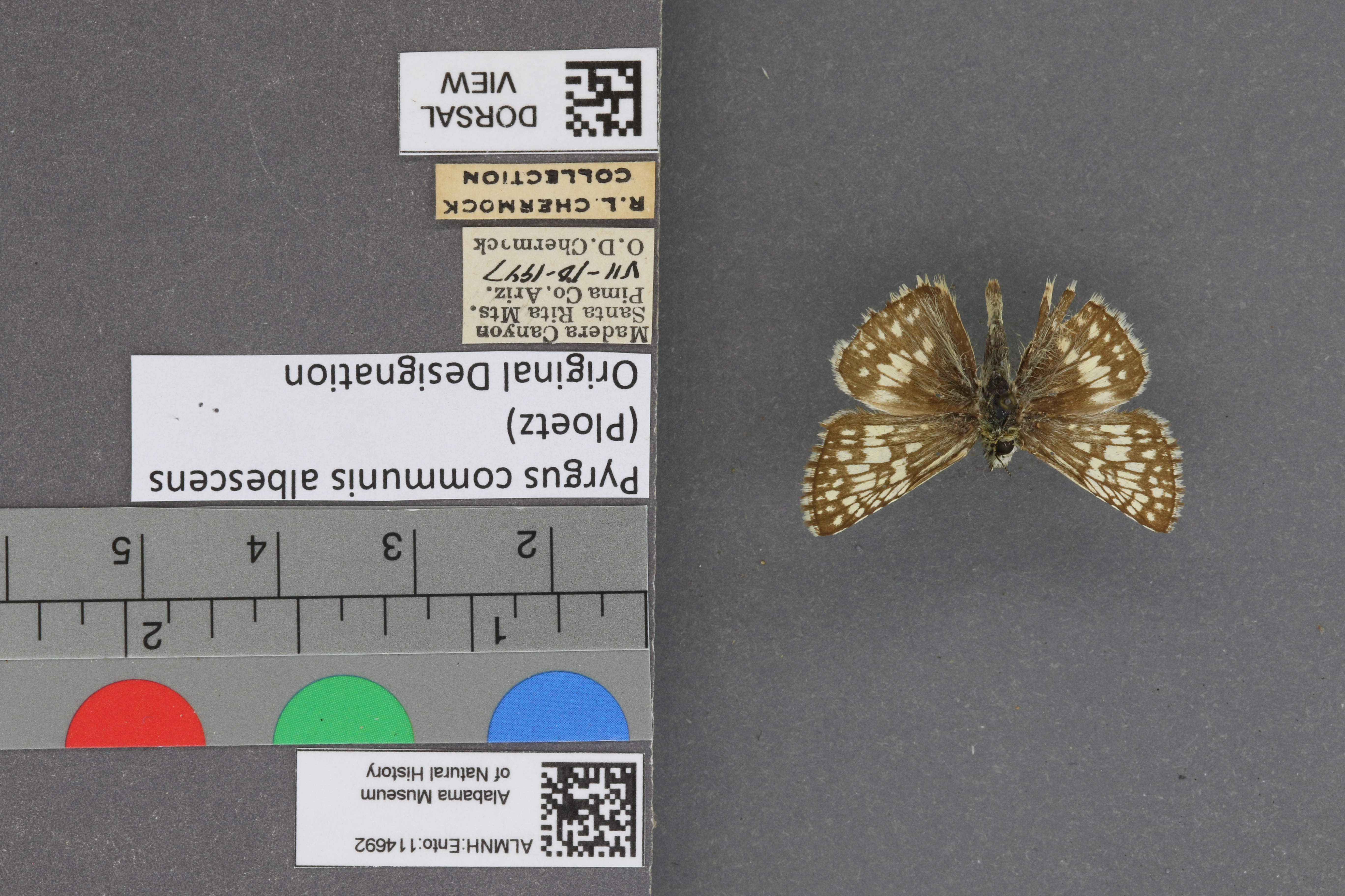 Pyrgus communis
