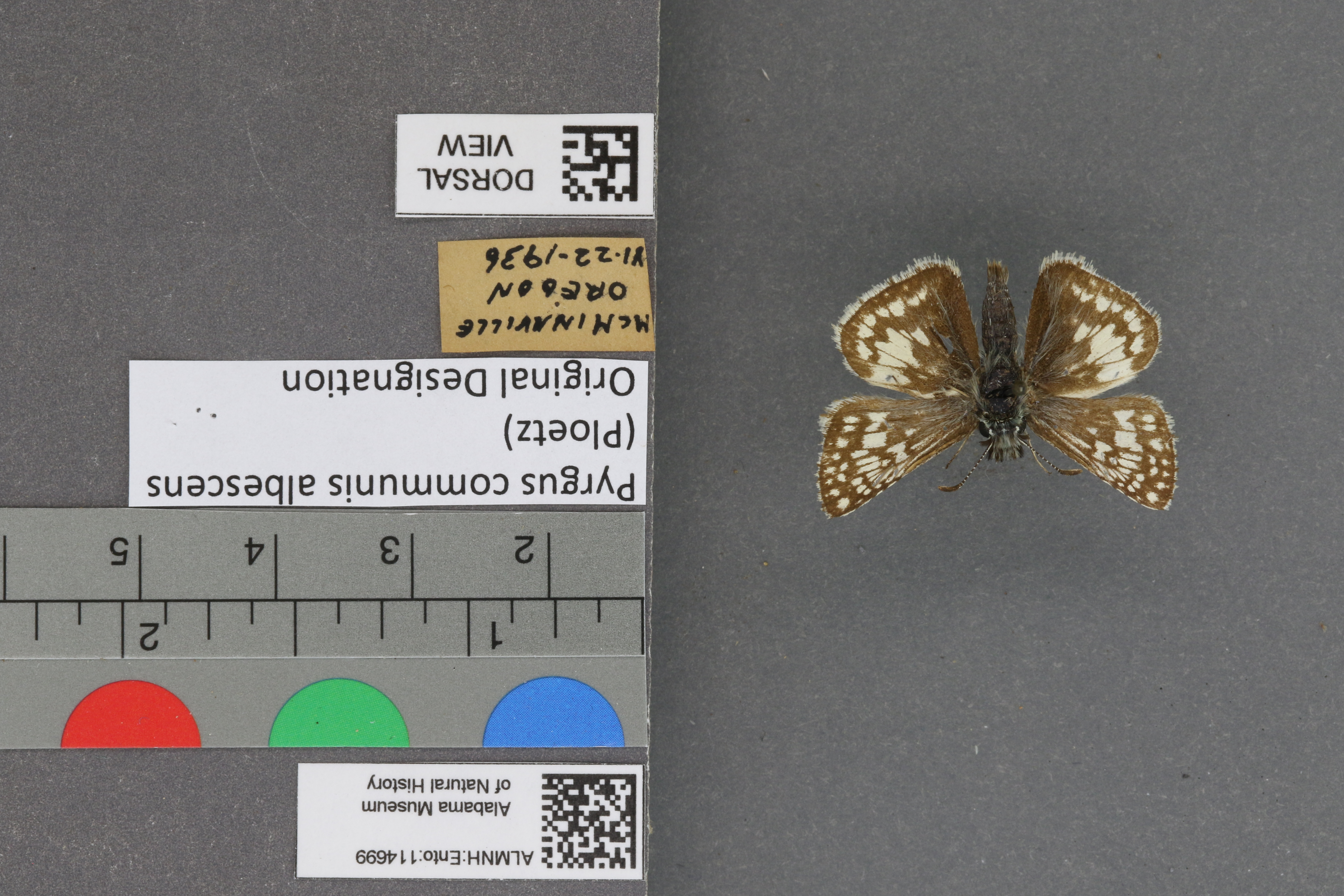 Pyrgus communis
