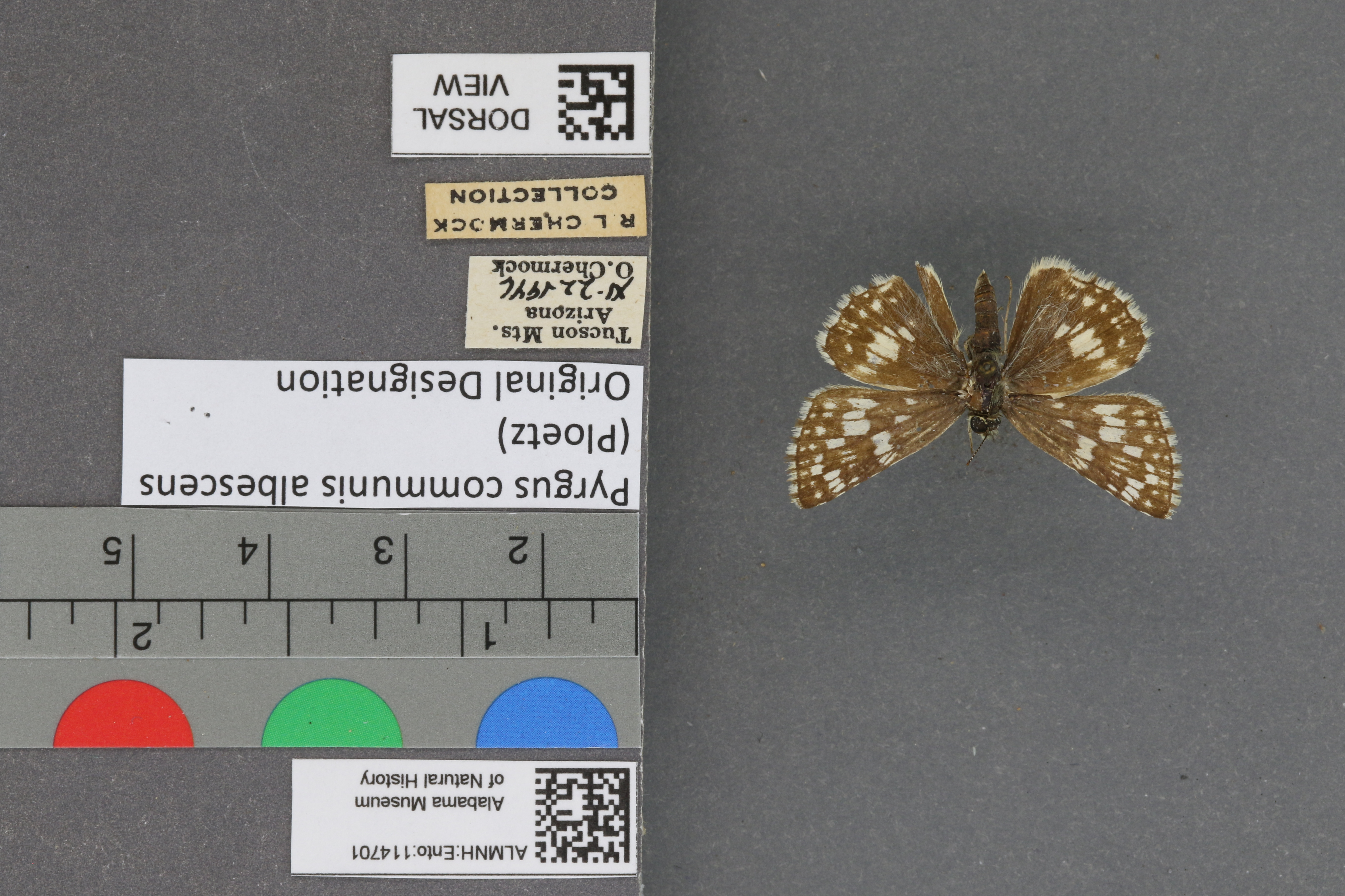 Pyrgus communis