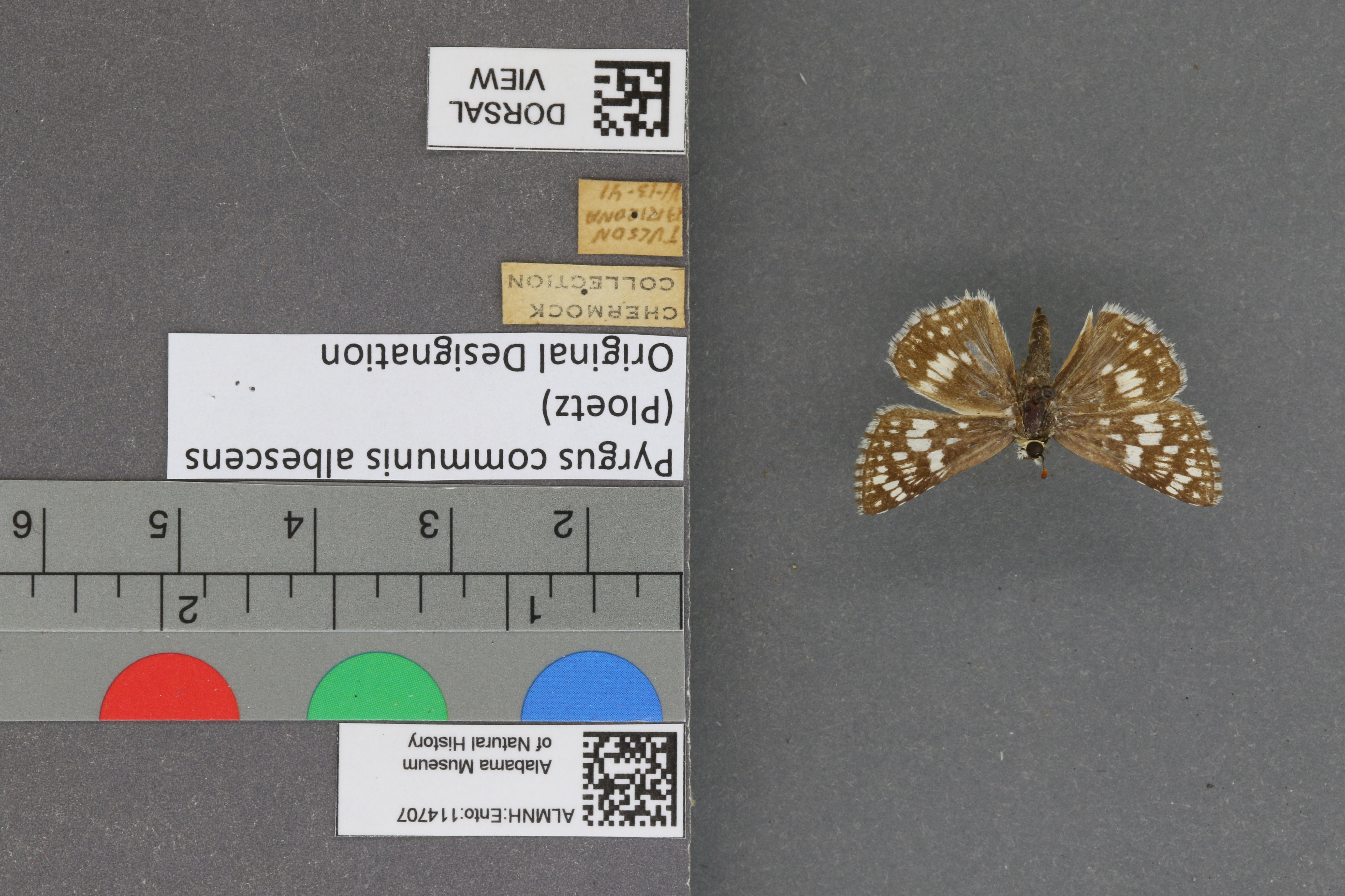 Pyrgus communis