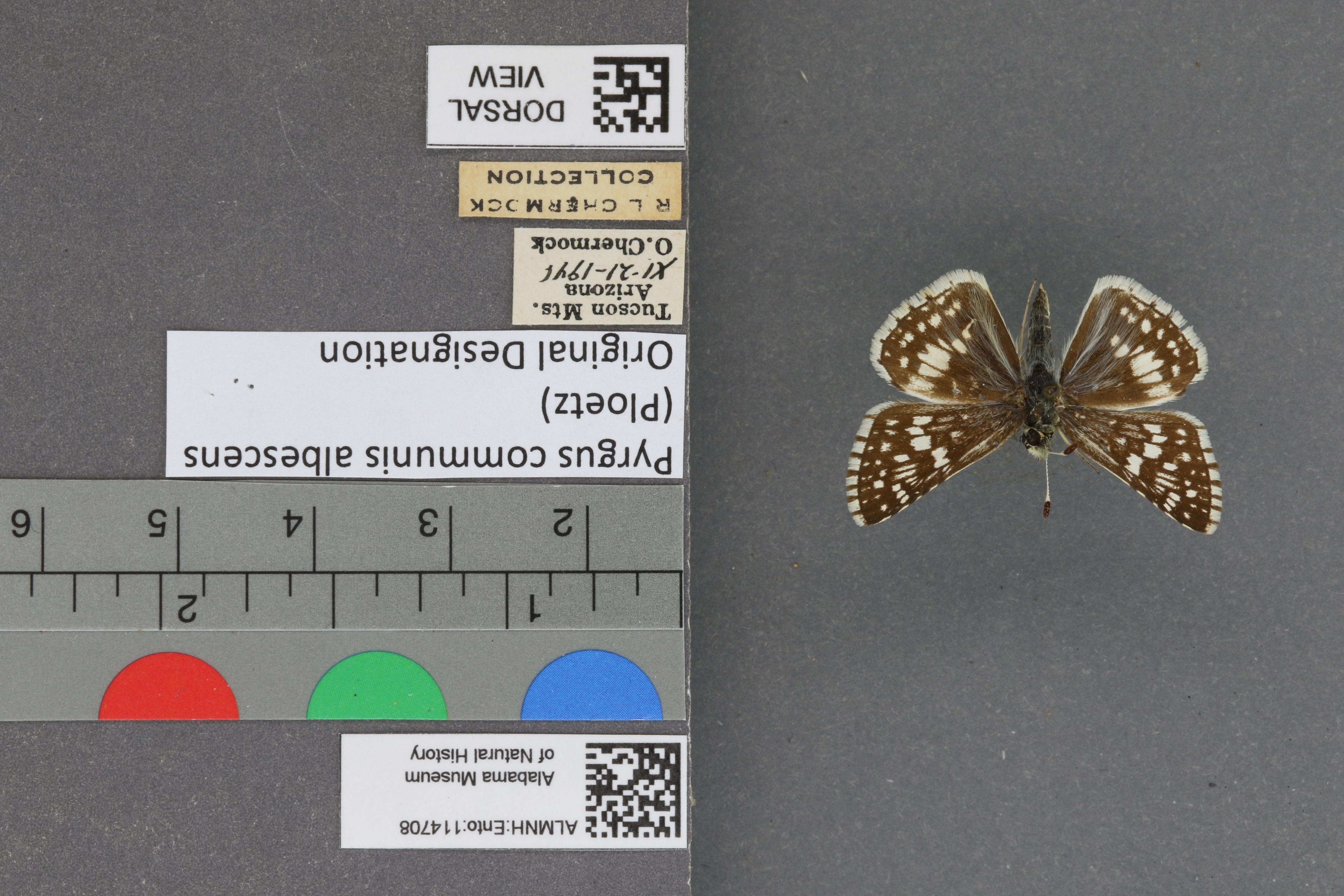 Pyrgus communis