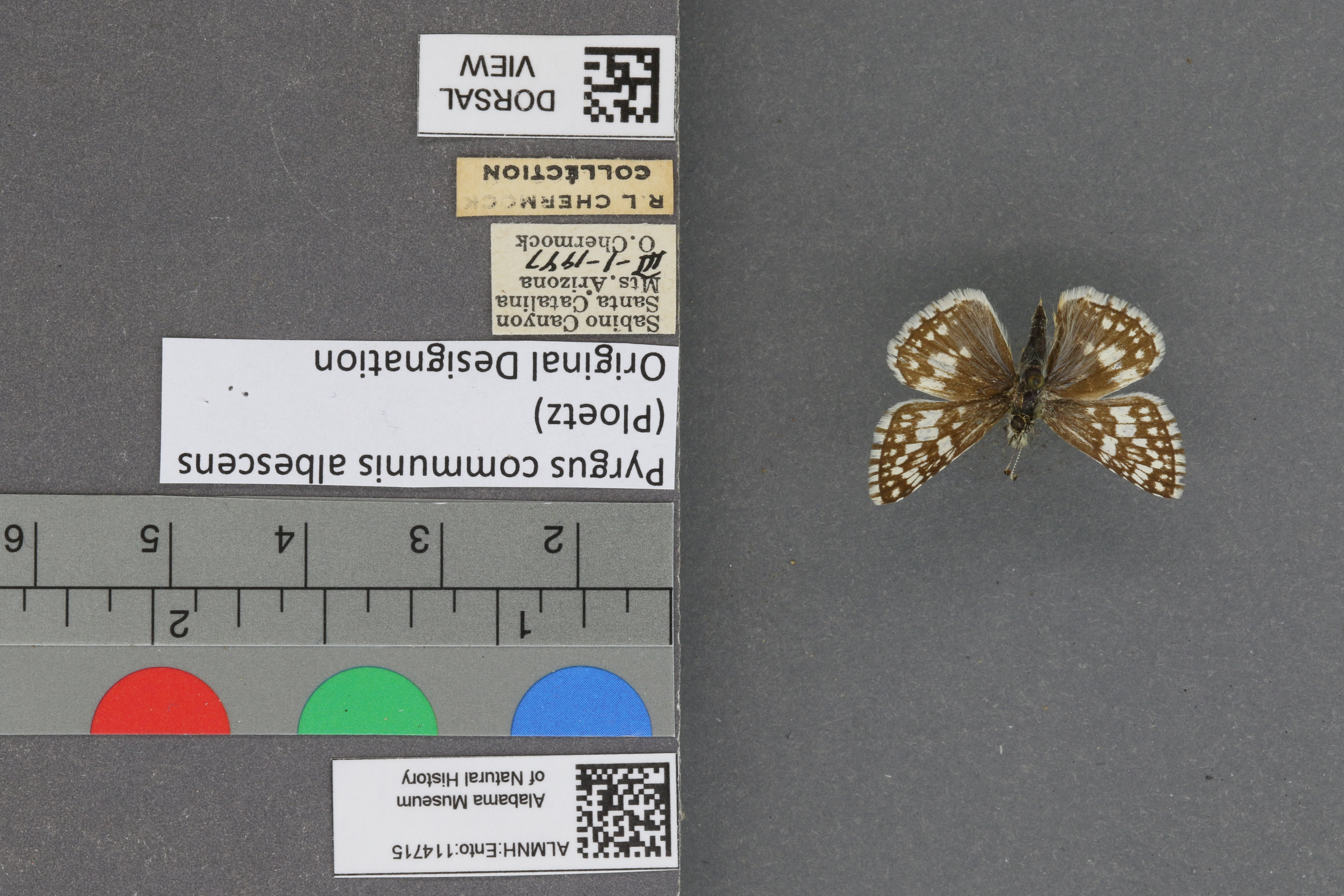 Pyrgus communis