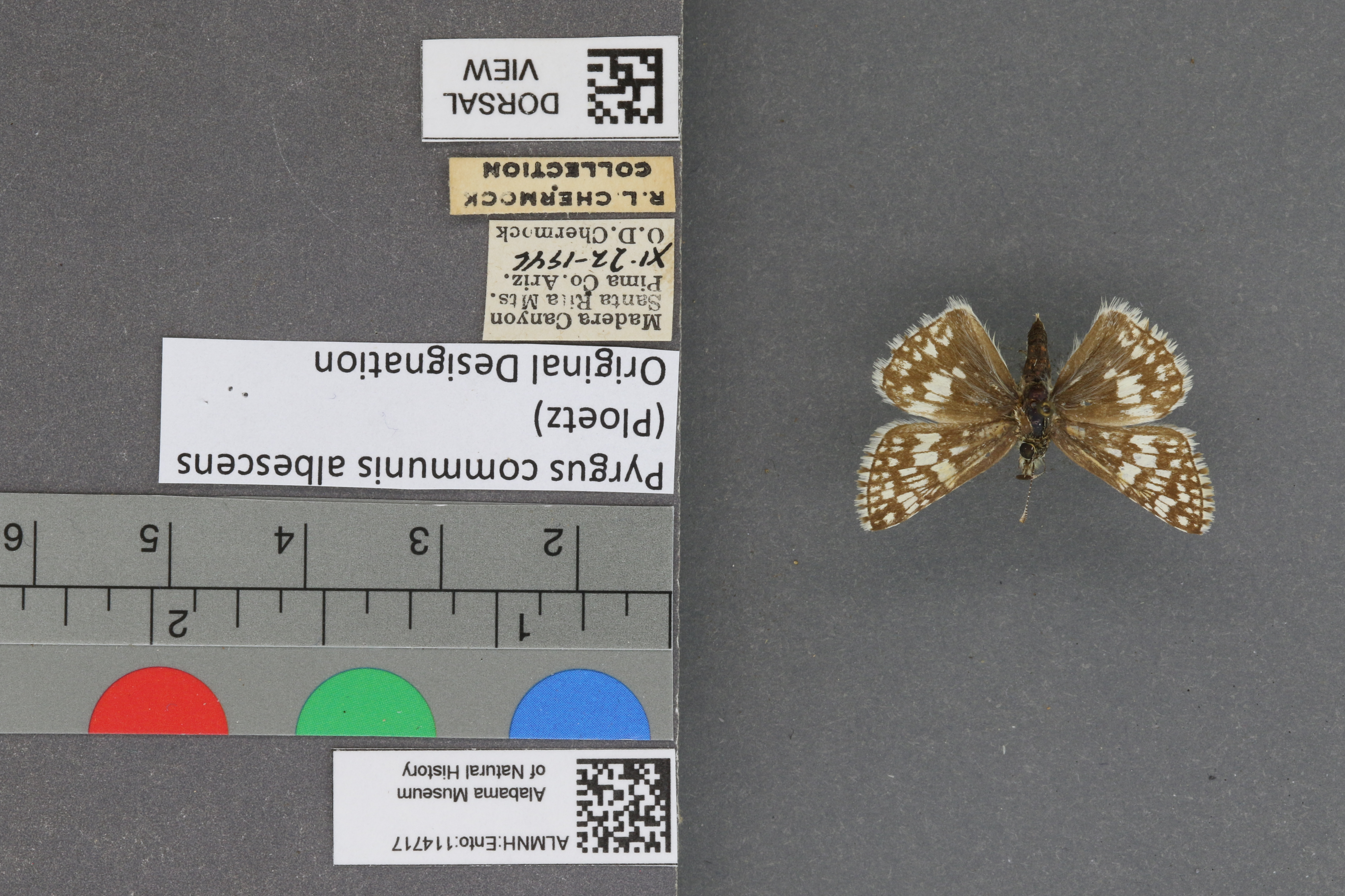 Pyrgus communis