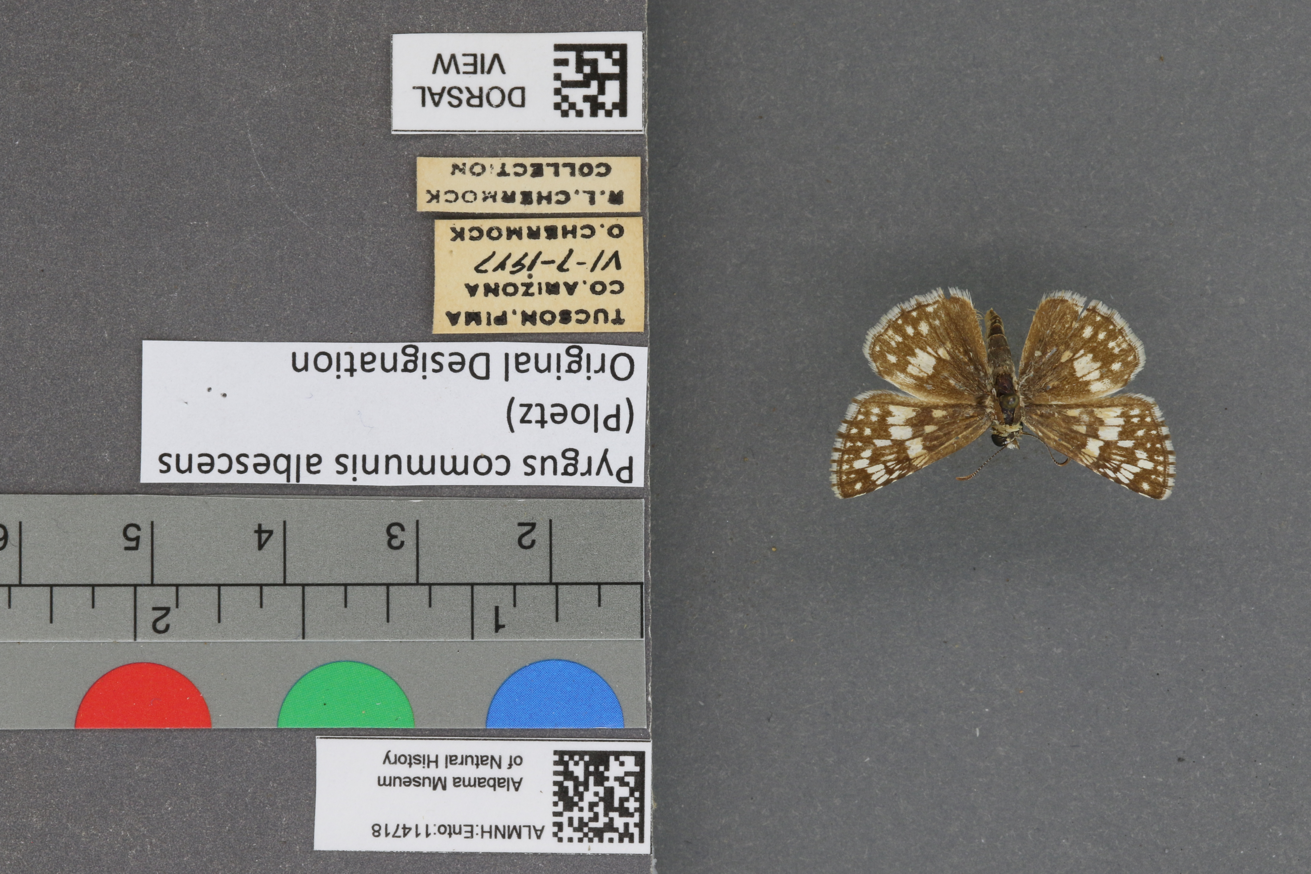 Pyrgus communis