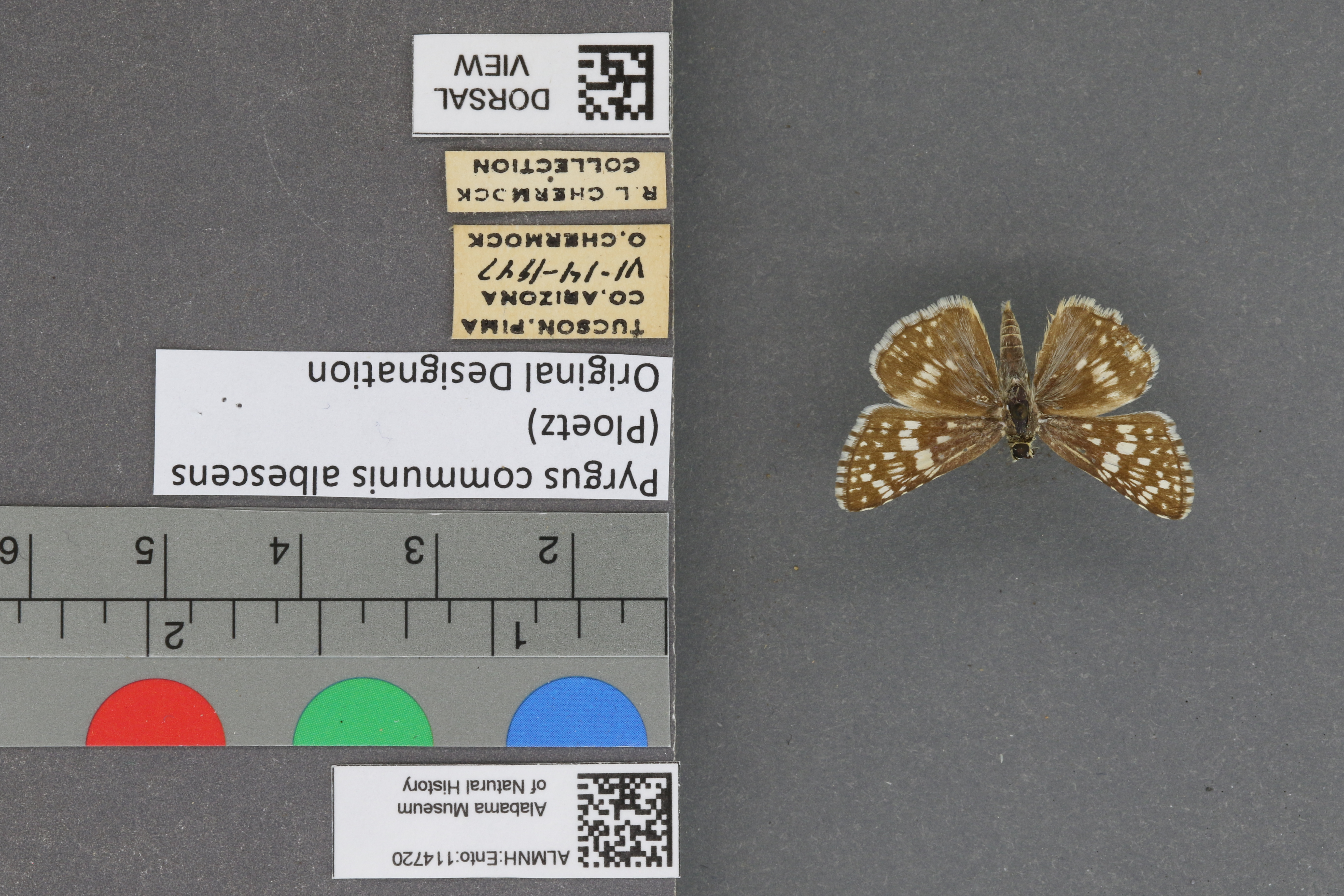 Pyrgus communis