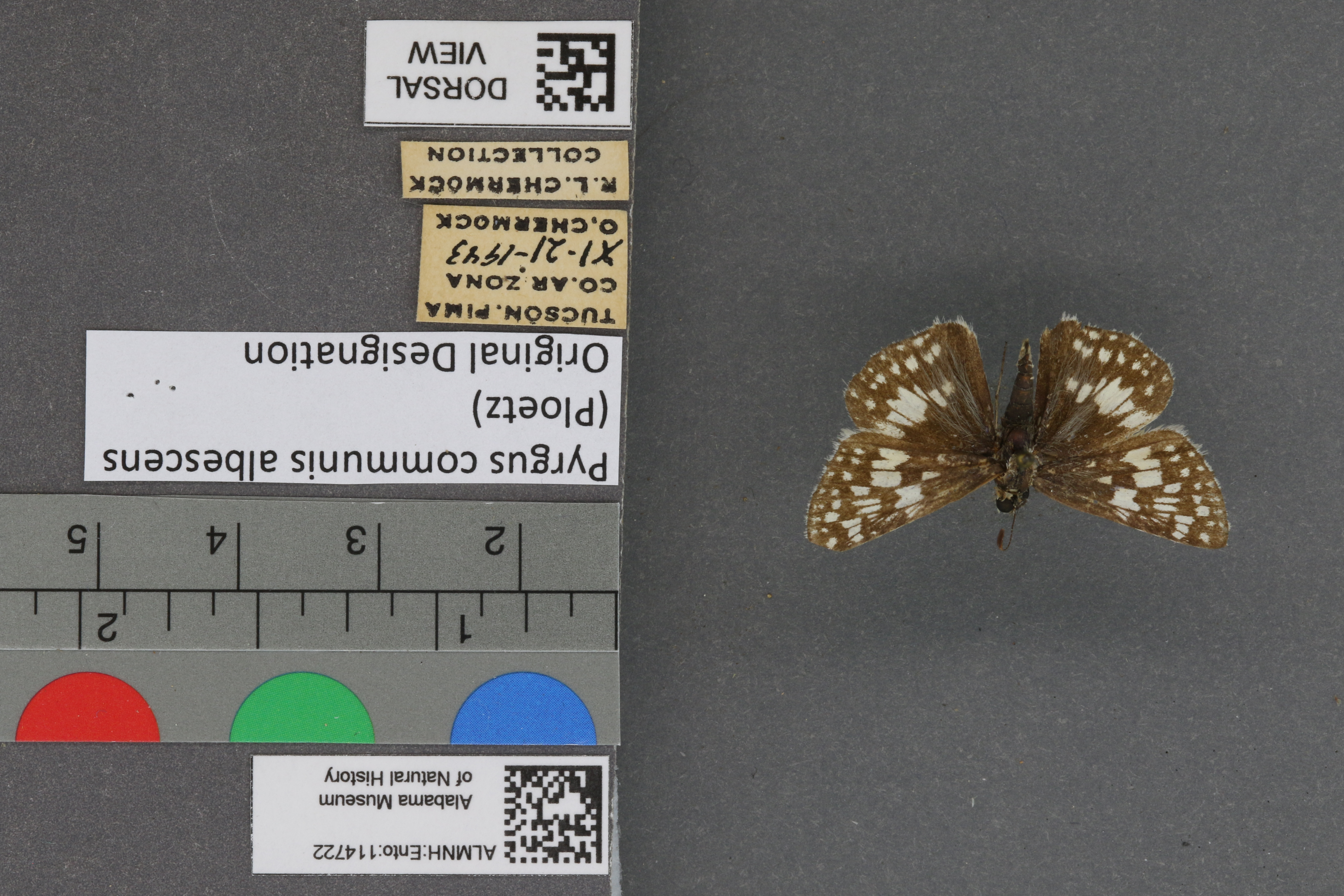 Pyrgus communis