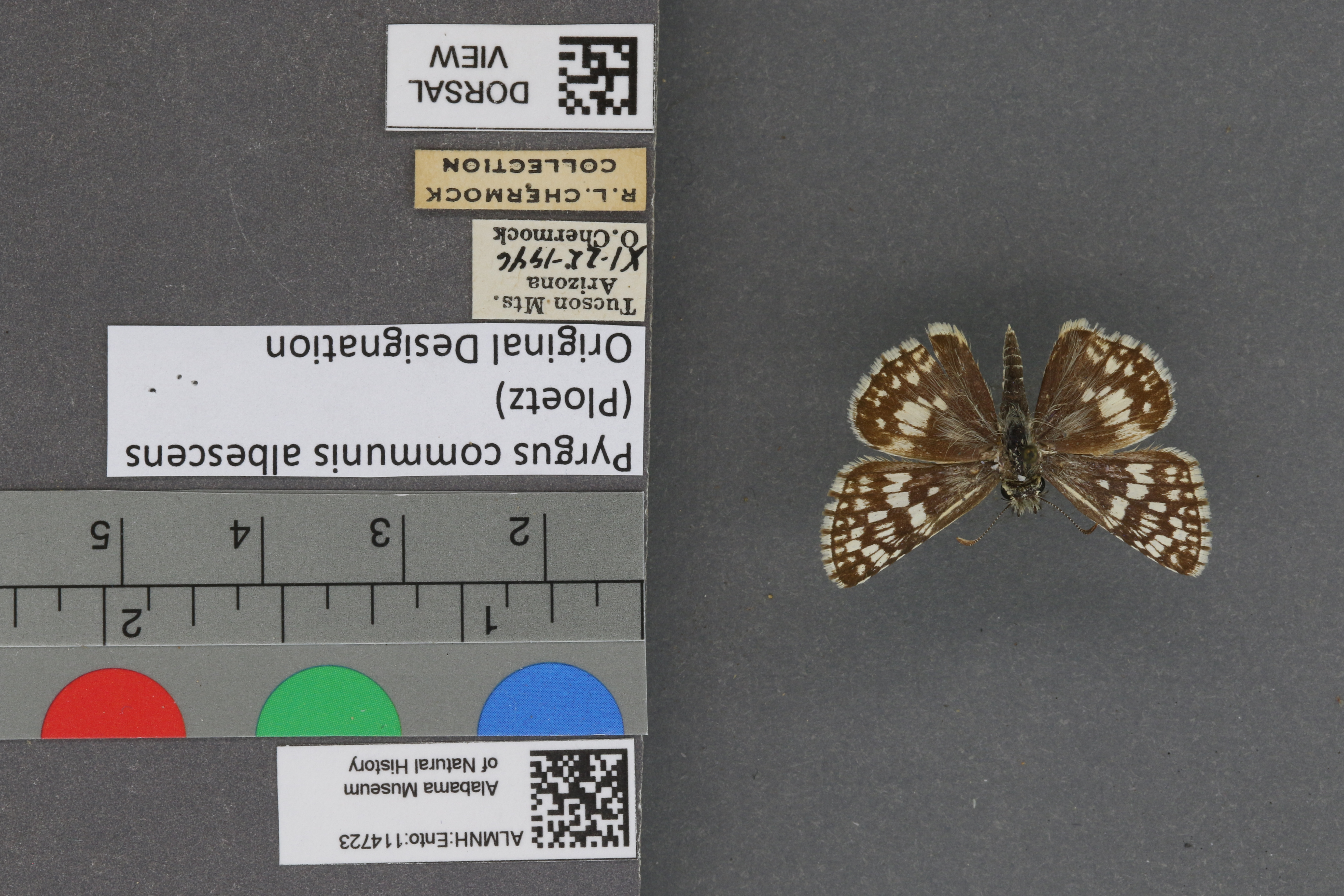 Pyrgus communis