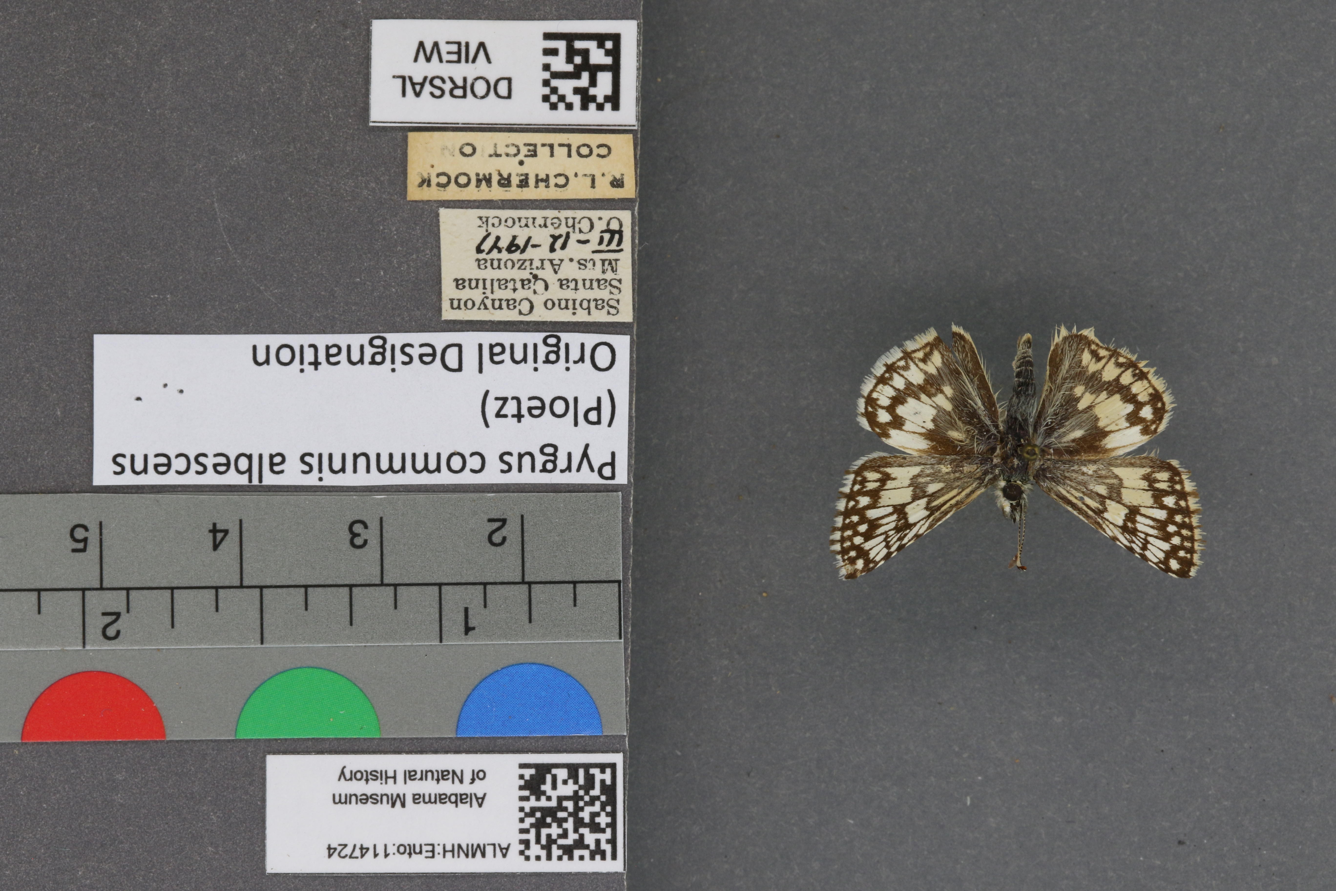 Pyrgus communis