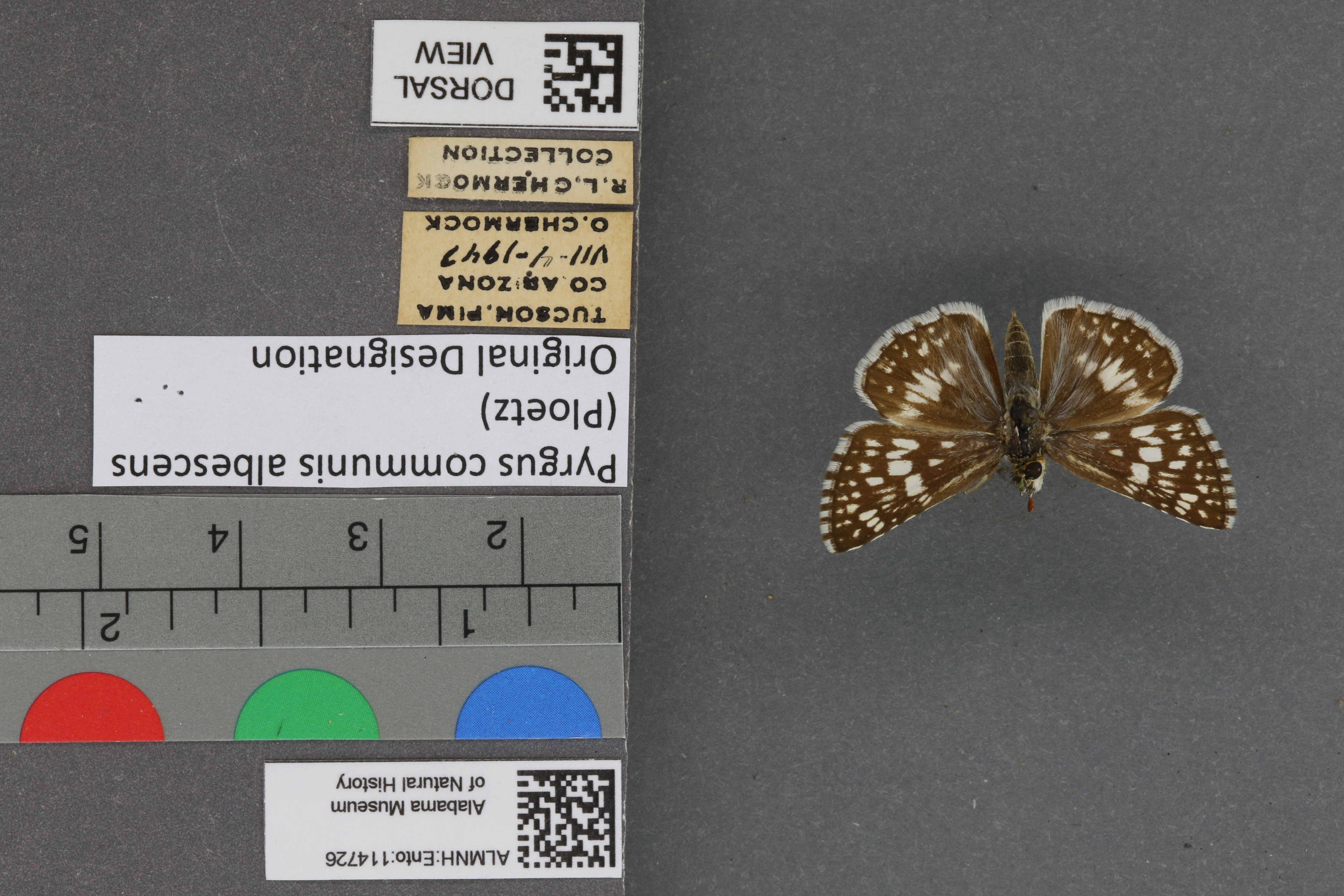 Pyrgus communis