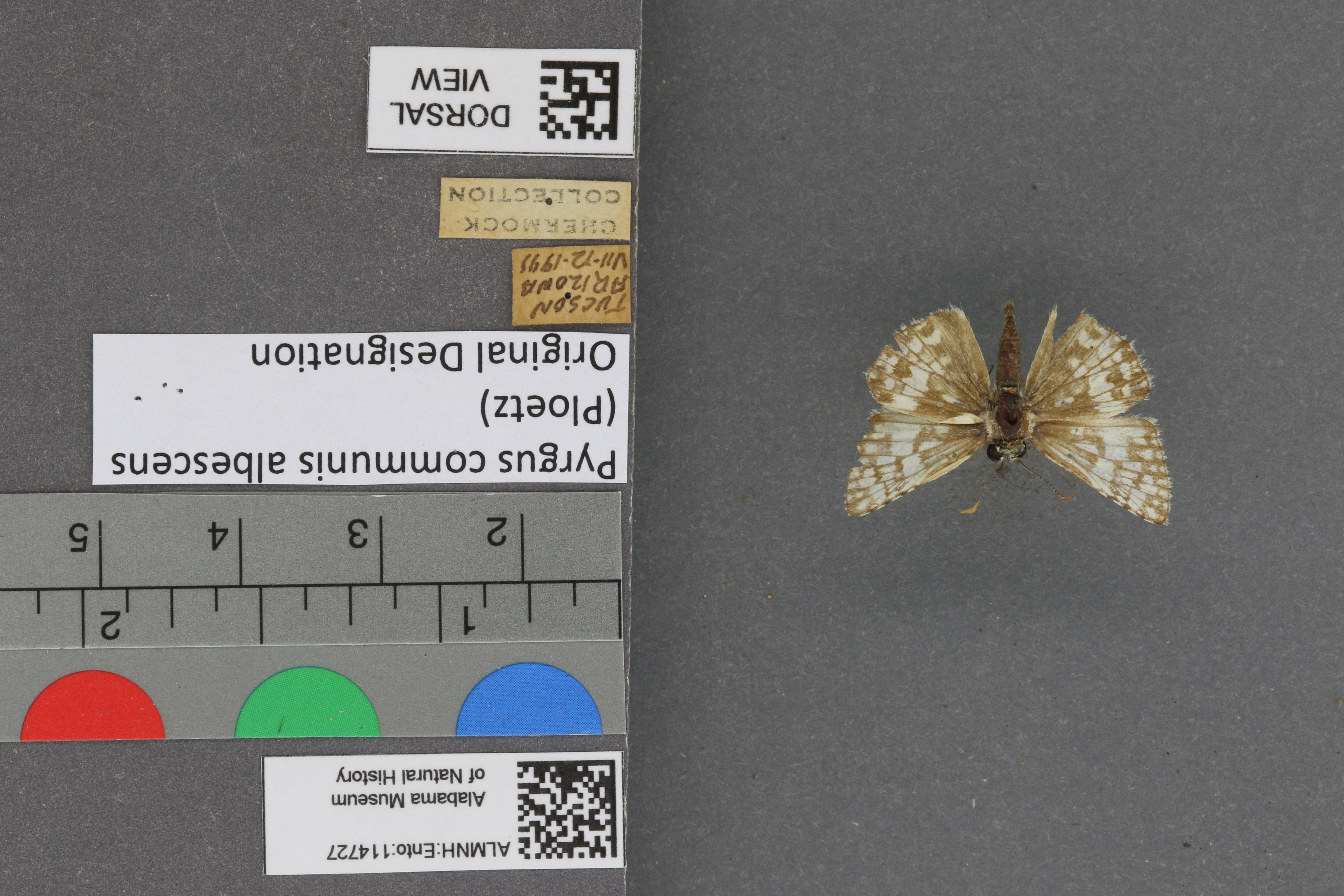 Pyrgus communis