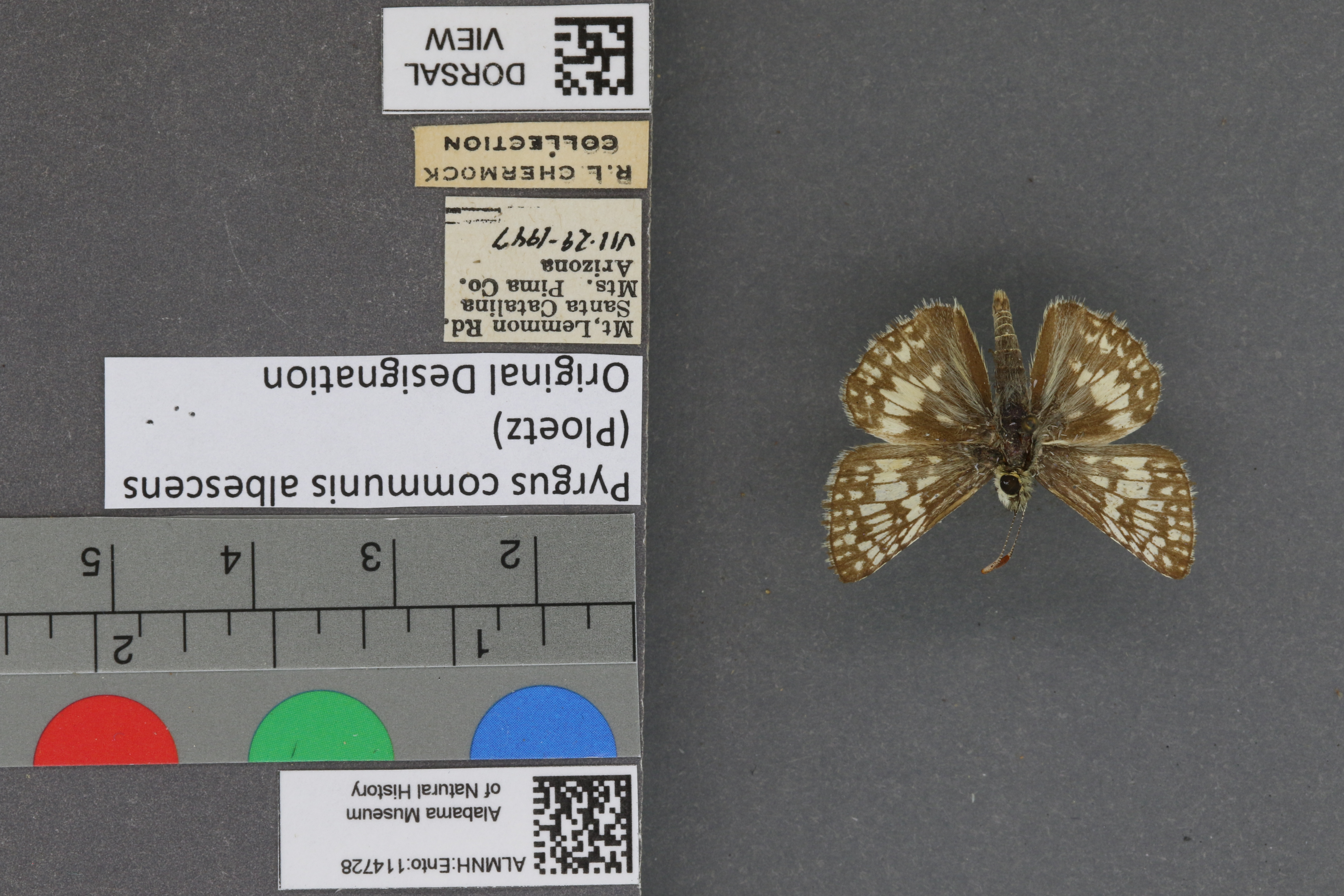 Pyrgus communis