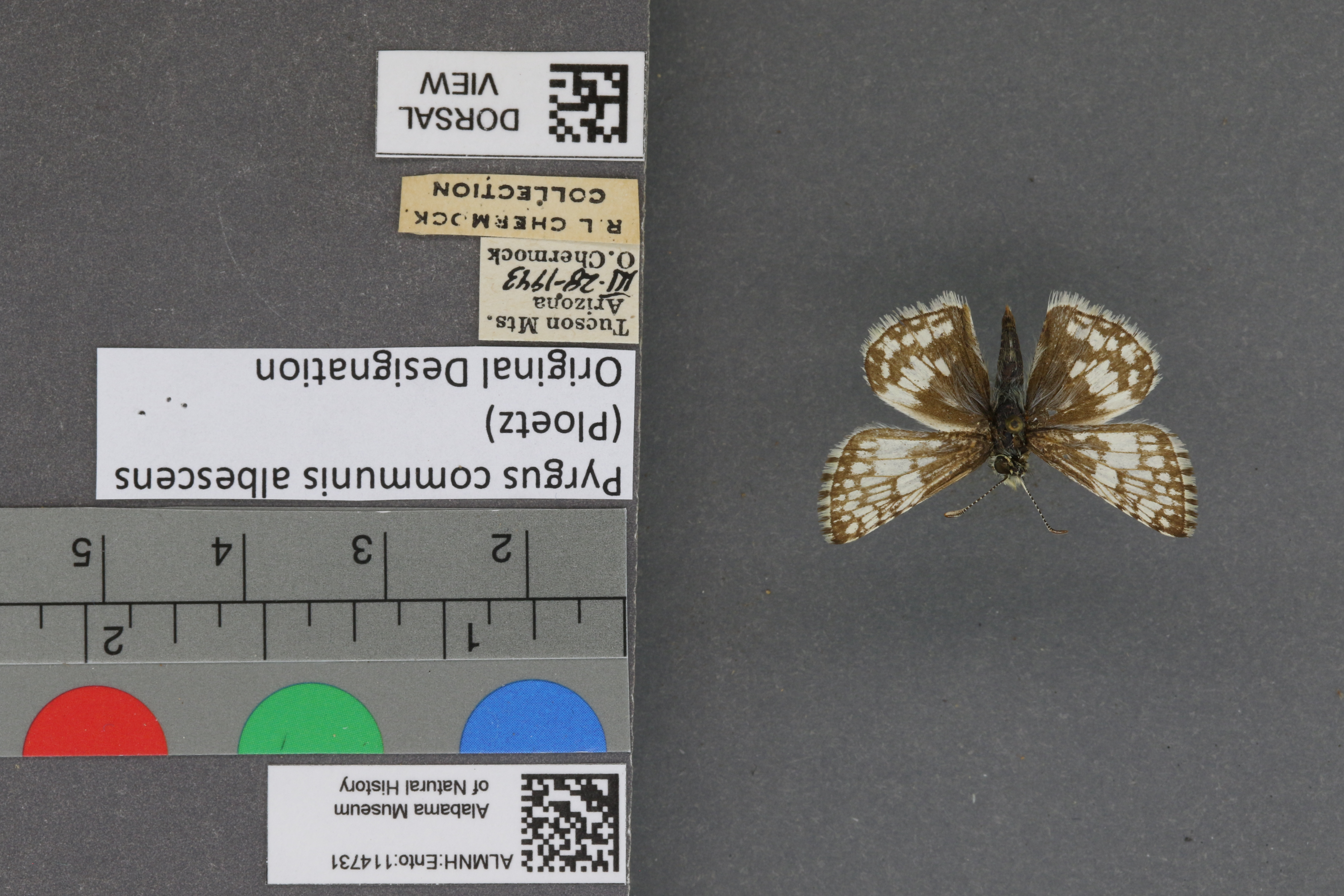 Pyrgus communis