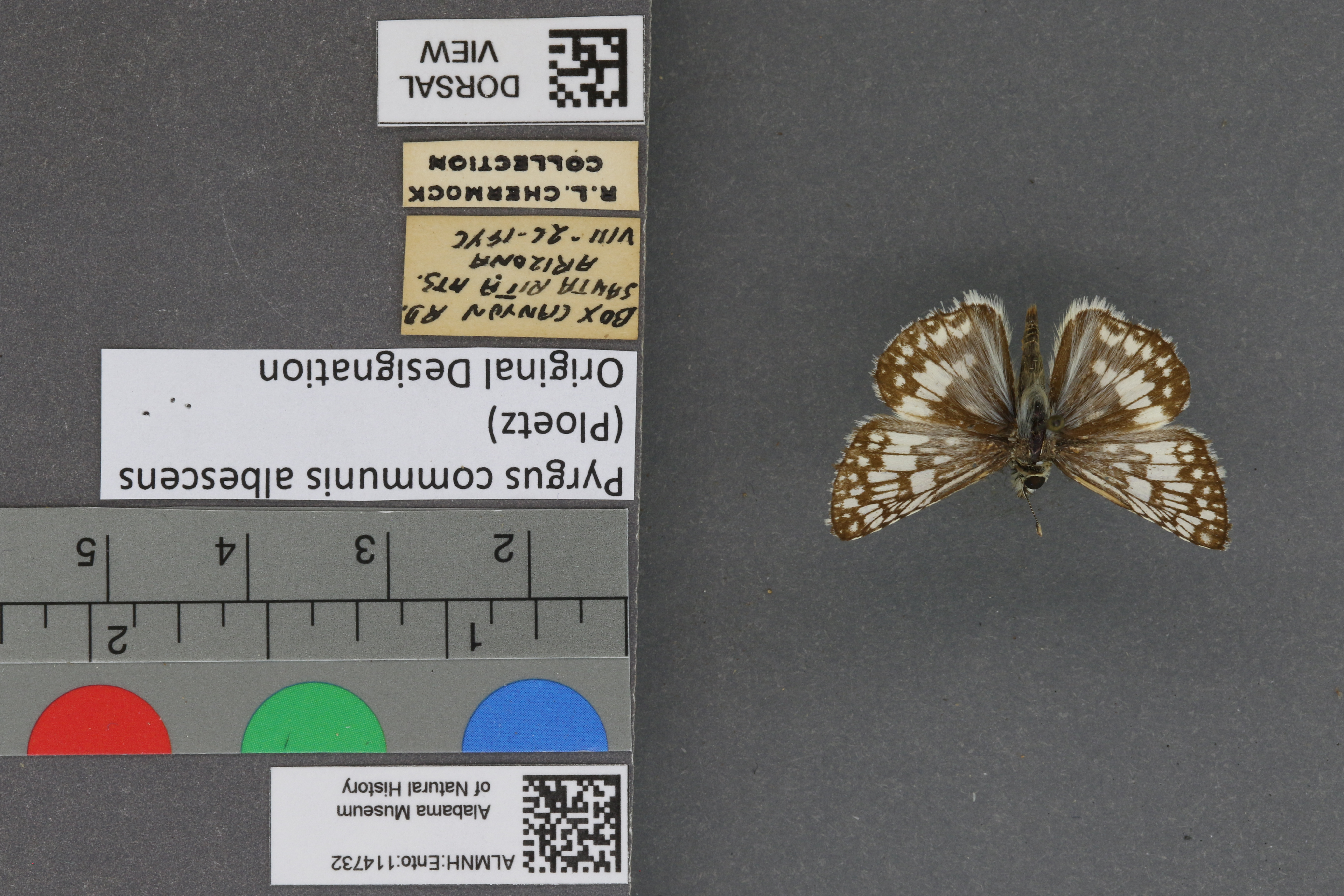 Pyrgus communis