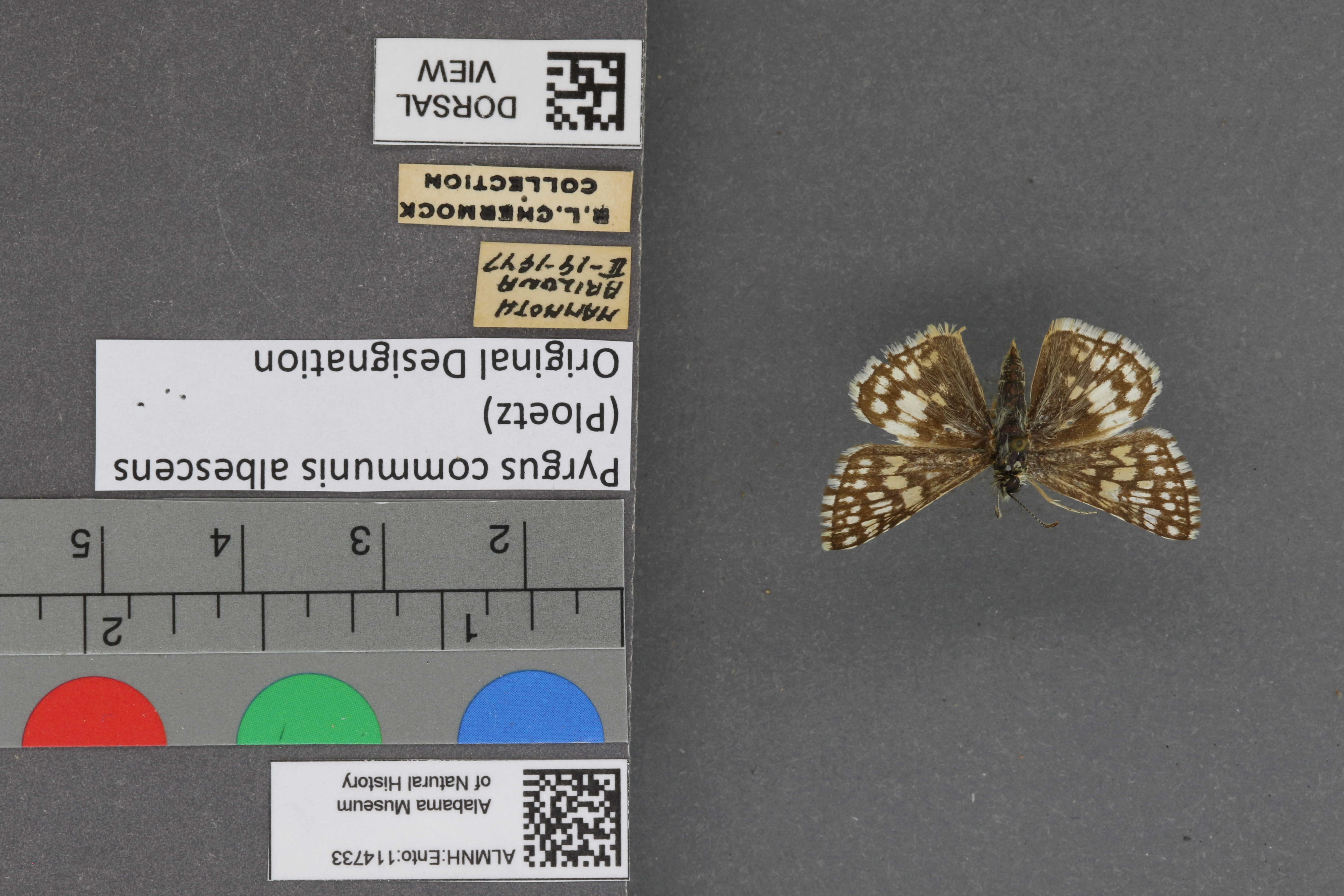Pyrgus communis