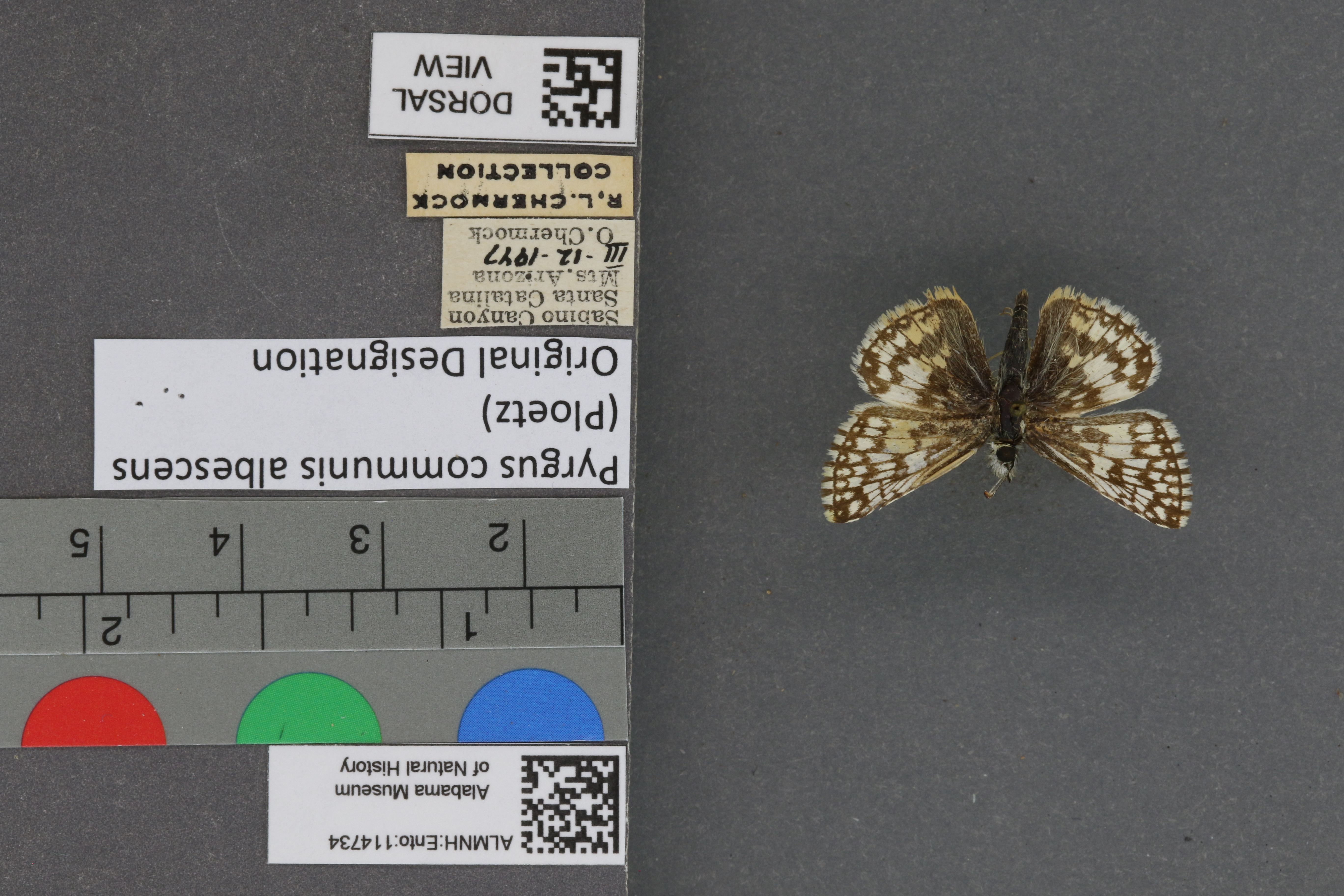 Pyrgus communis