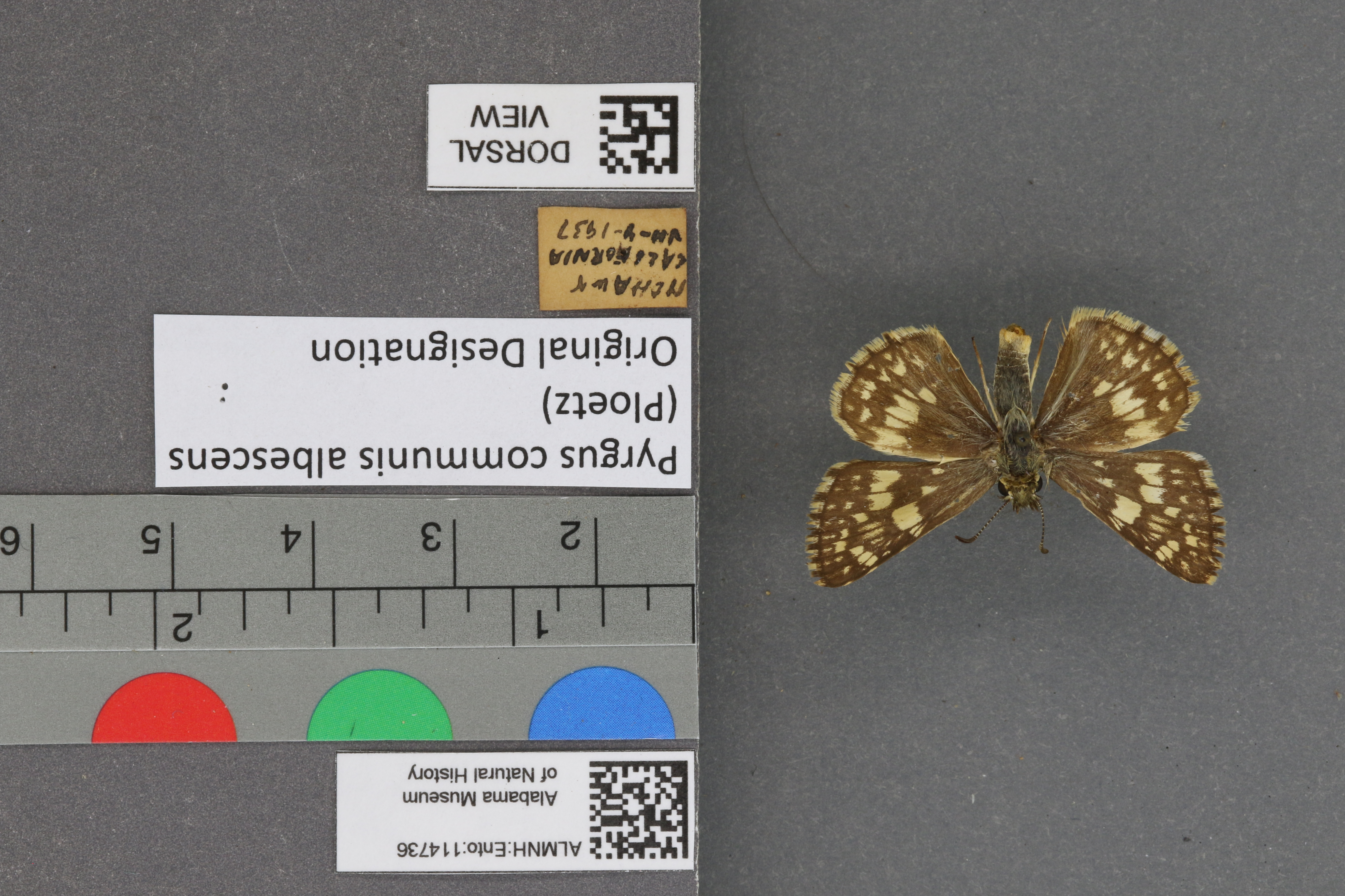 Pyrgus communis