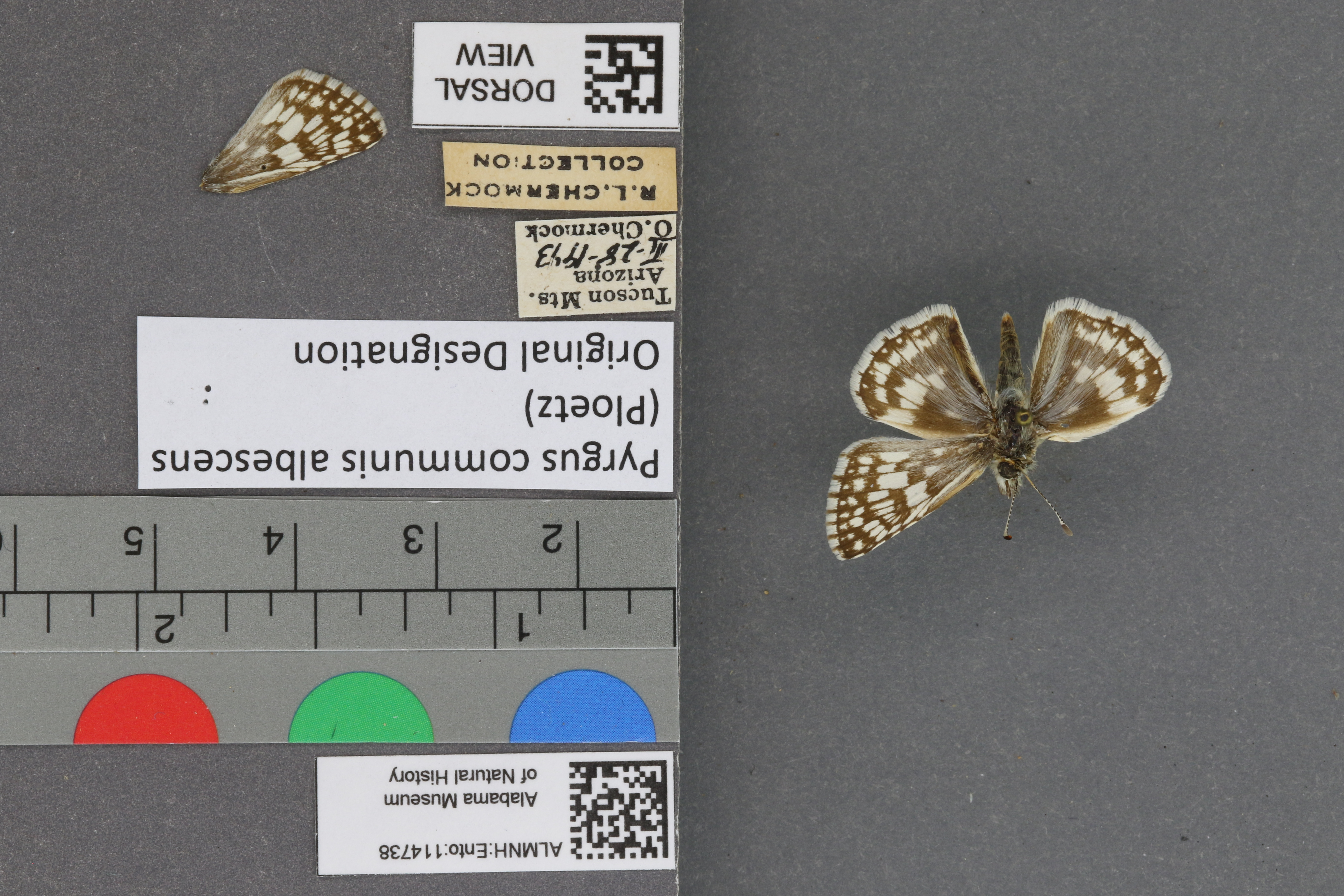 Pyrgus communis