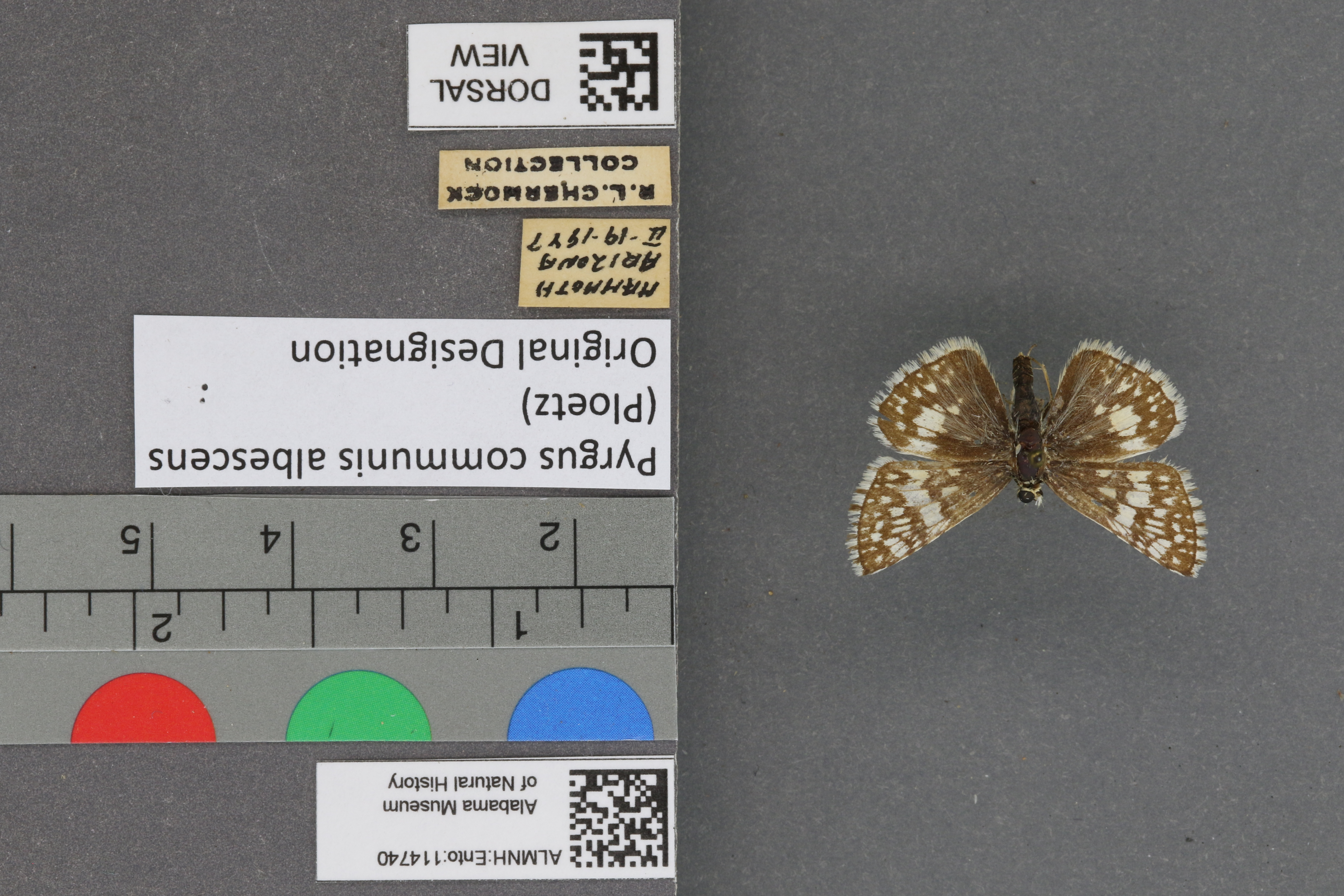 Pyrgus communis