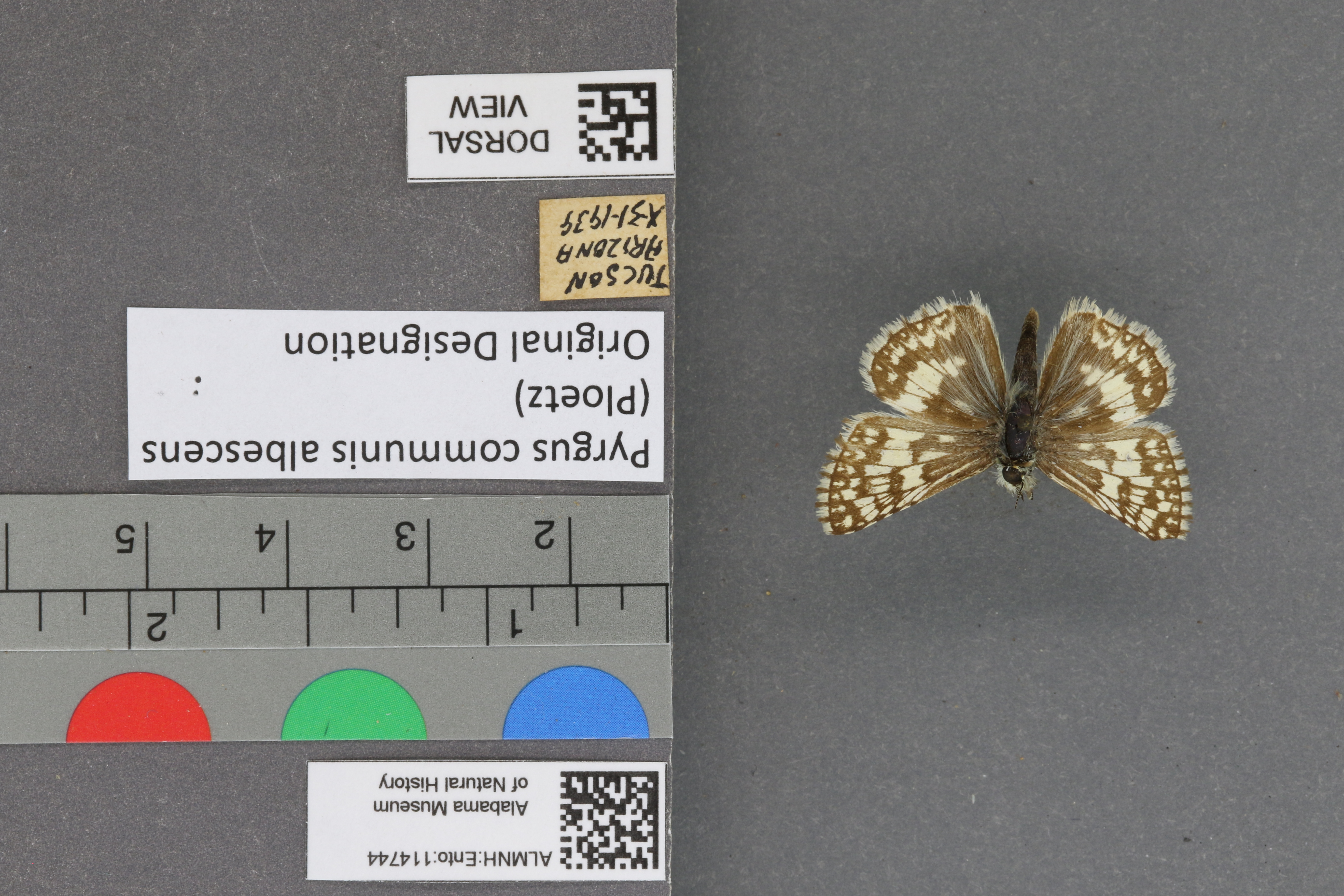 Pyrgus communis