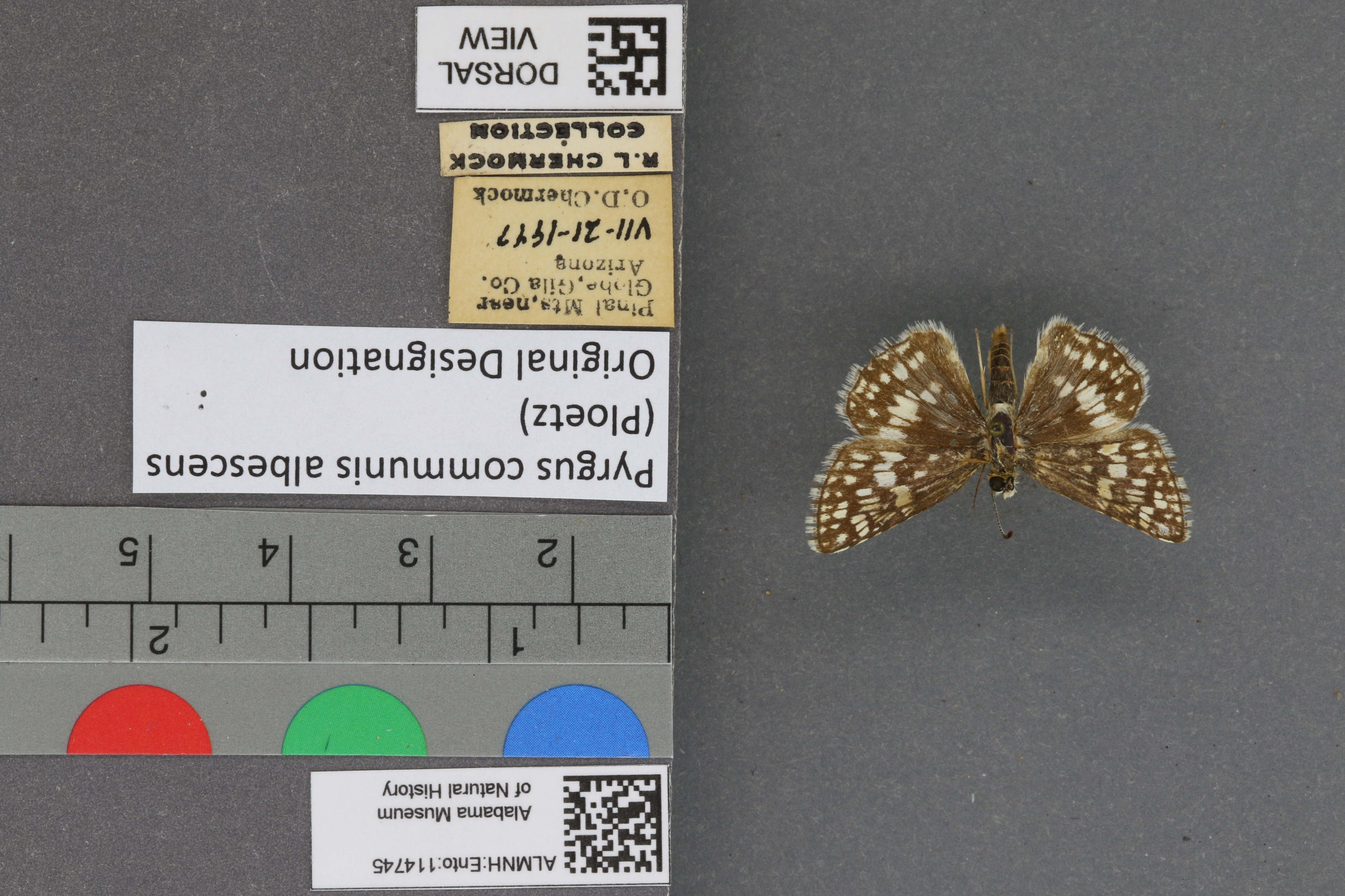 Pyrgus communis