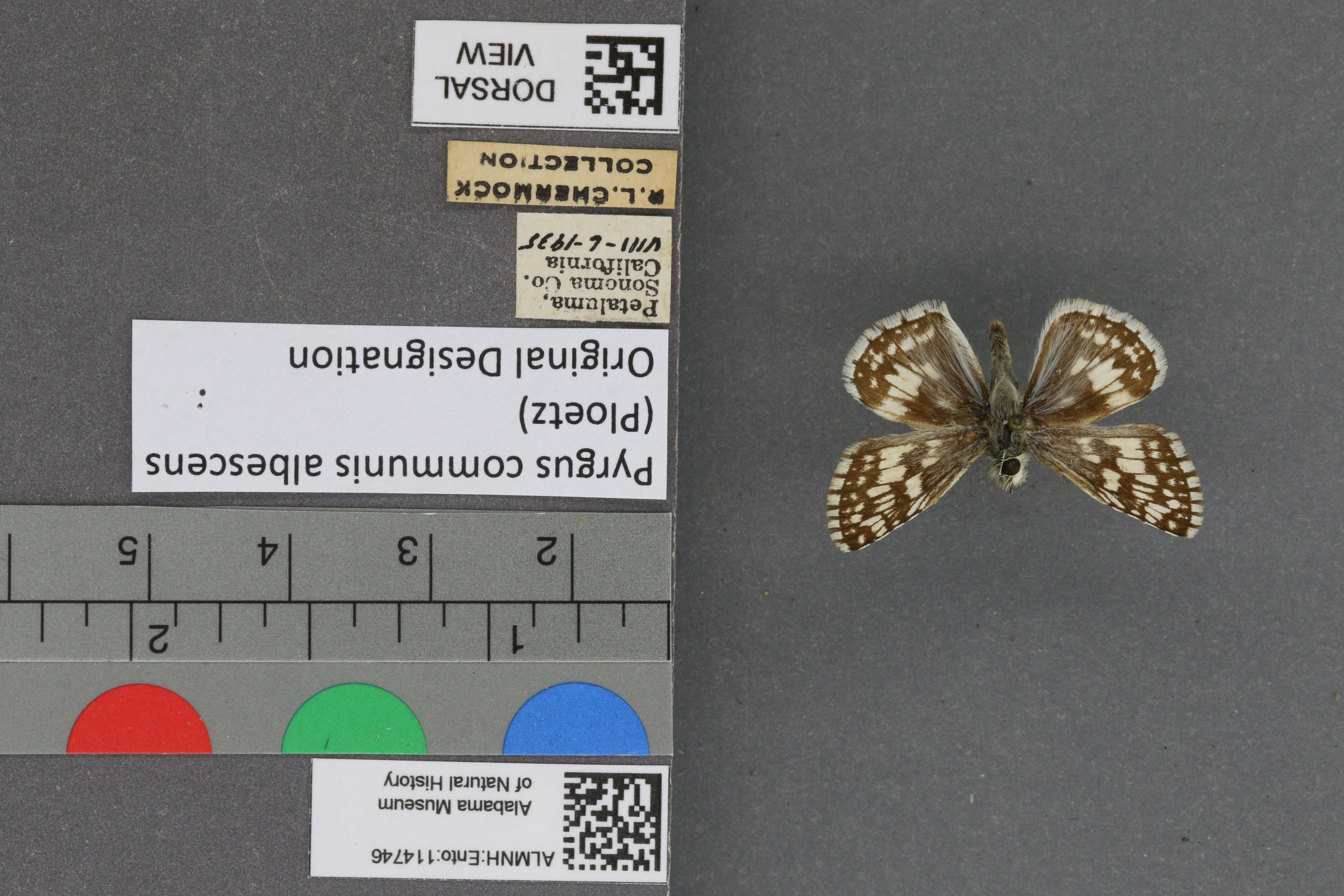 Pyrgus communis