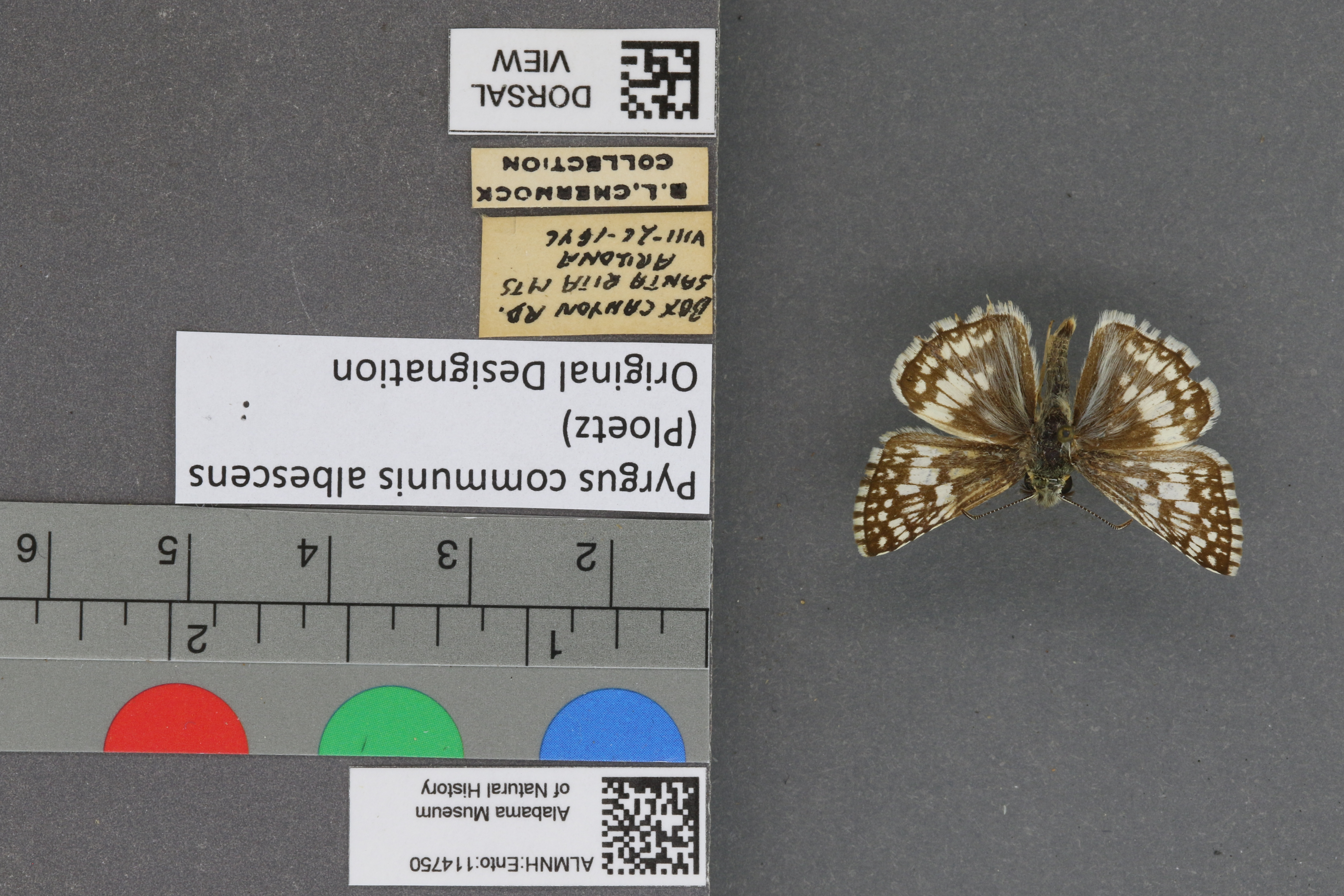 Pyrgus communis