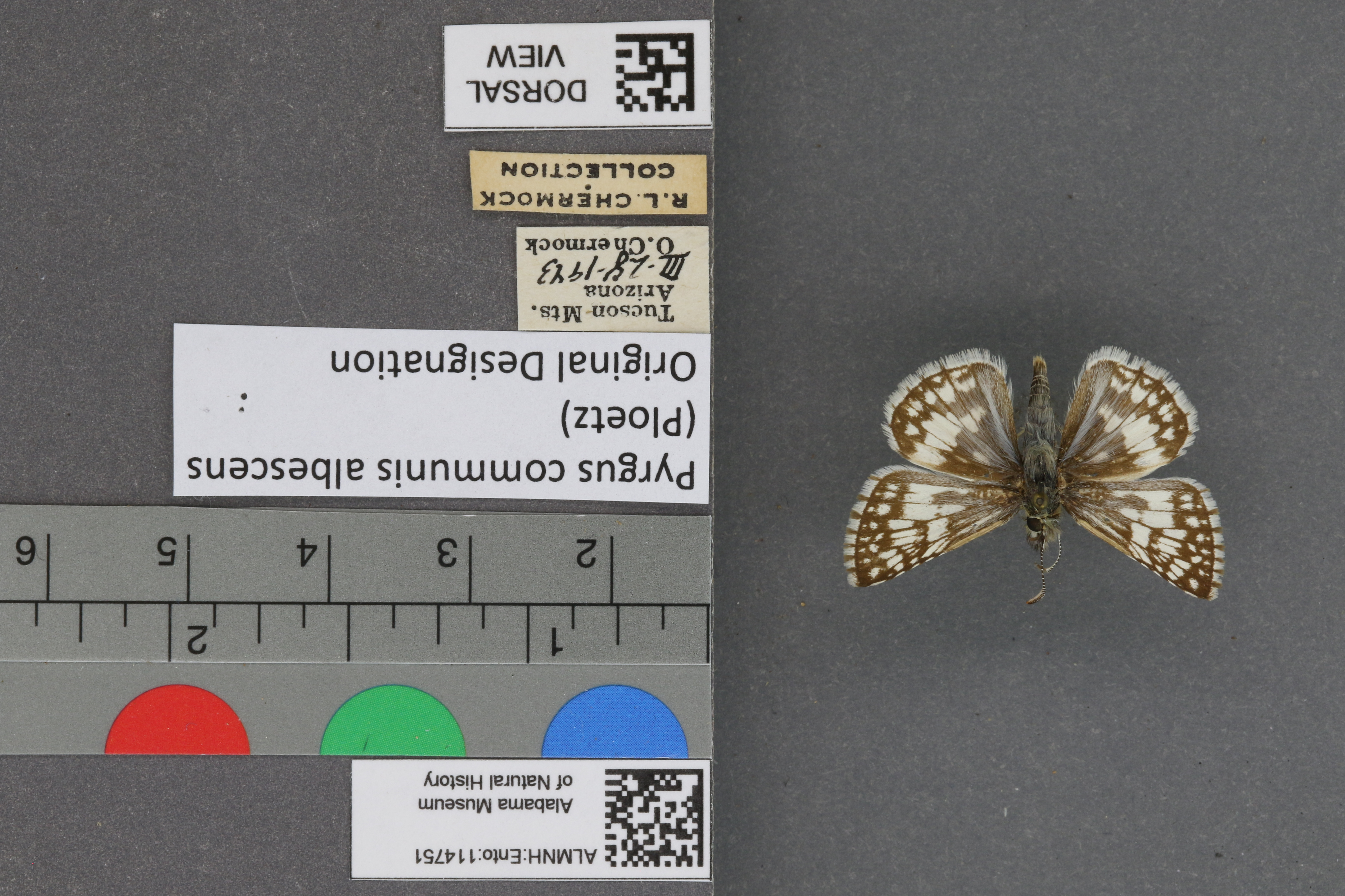 Pyrgus communis
