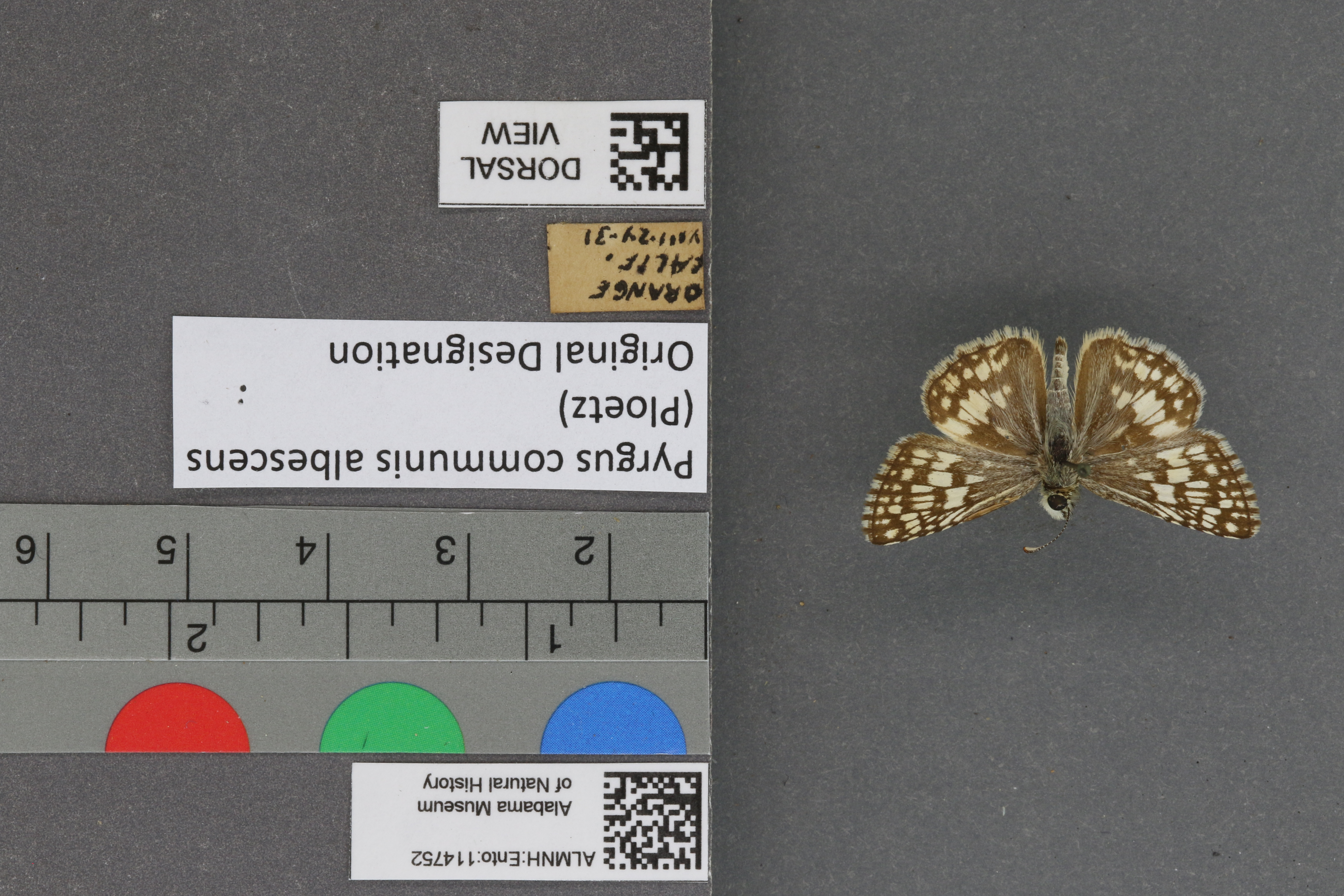 Pyrgus communis