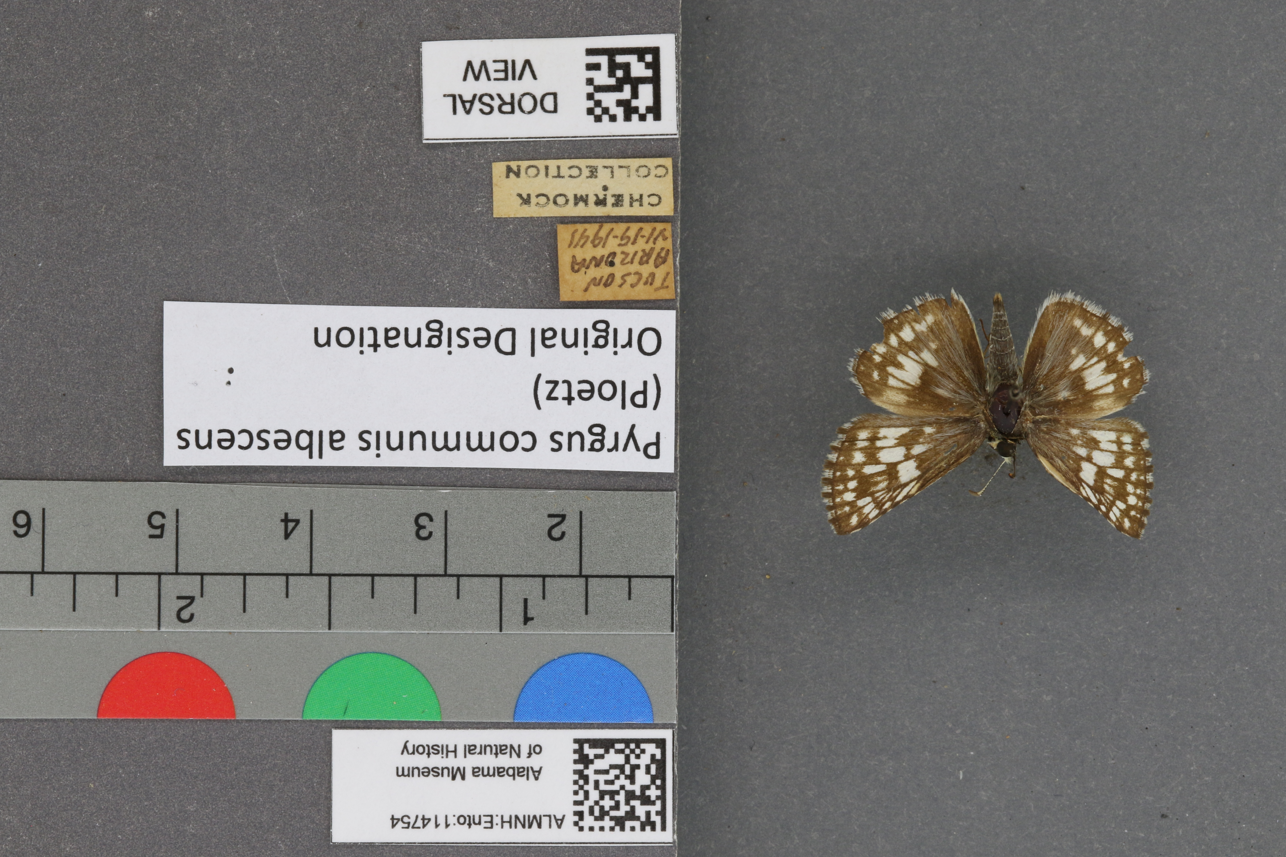 Pyrgus communis