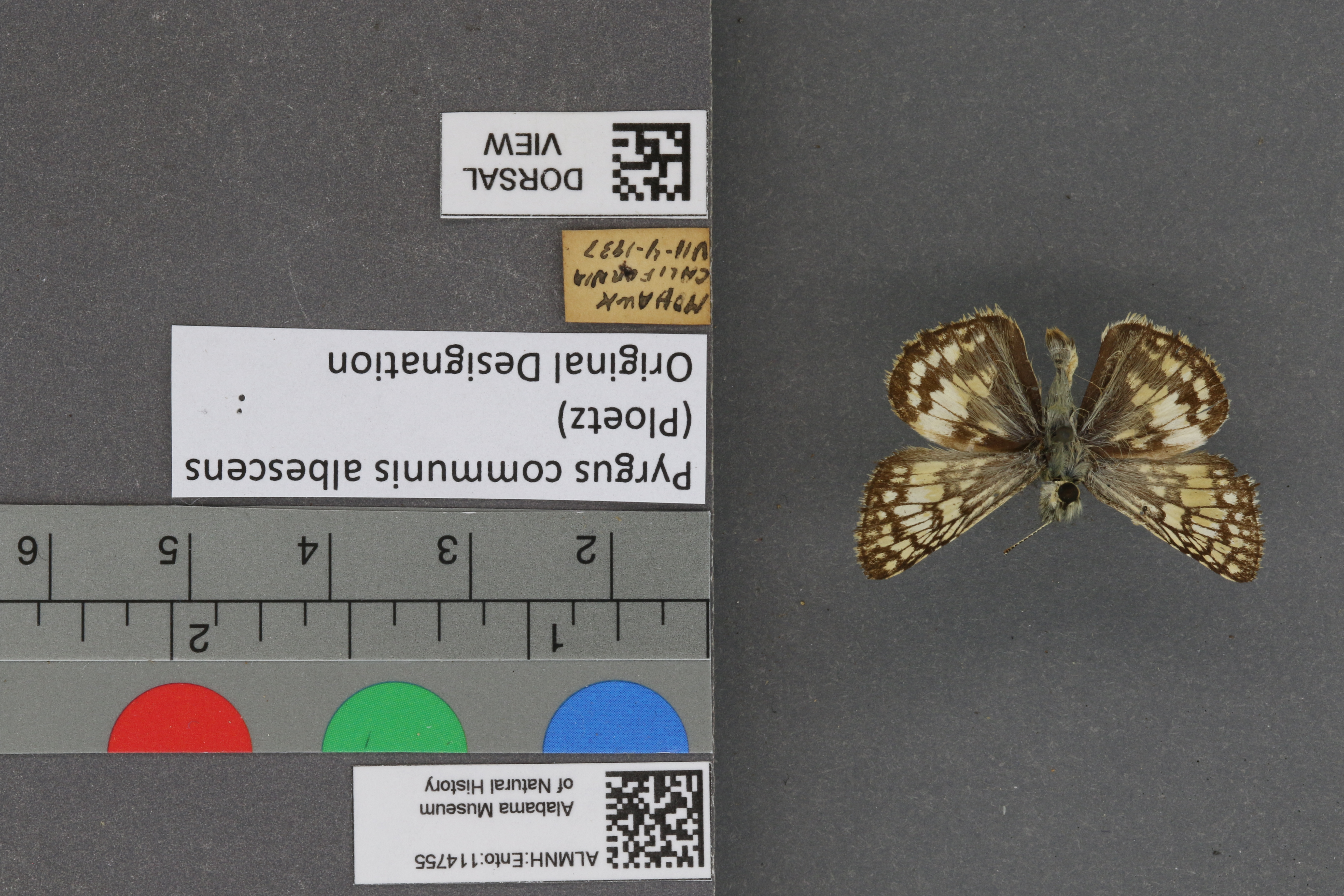 Pyrgus communis