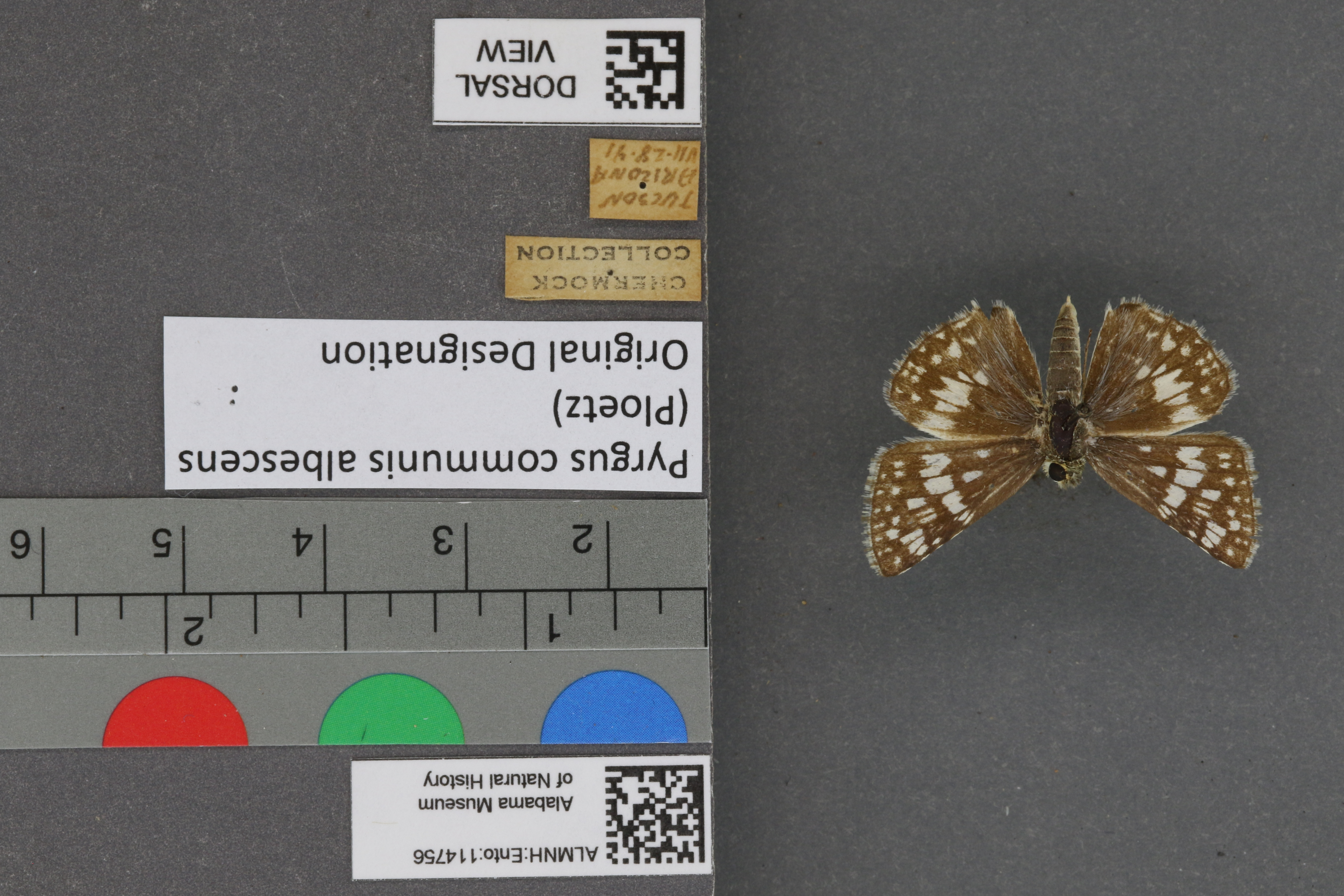 Pyrgus communis