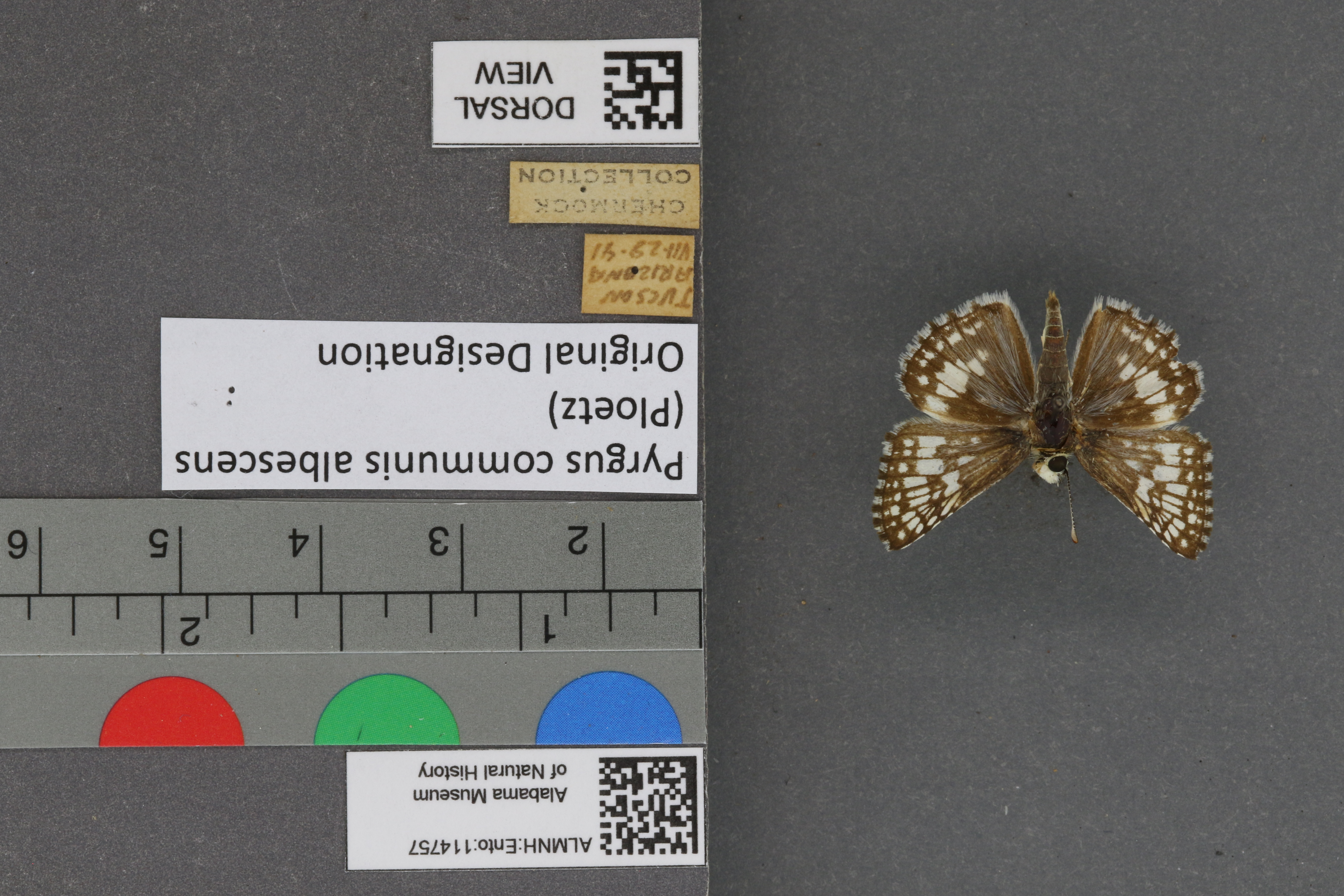 Pyrgus communis