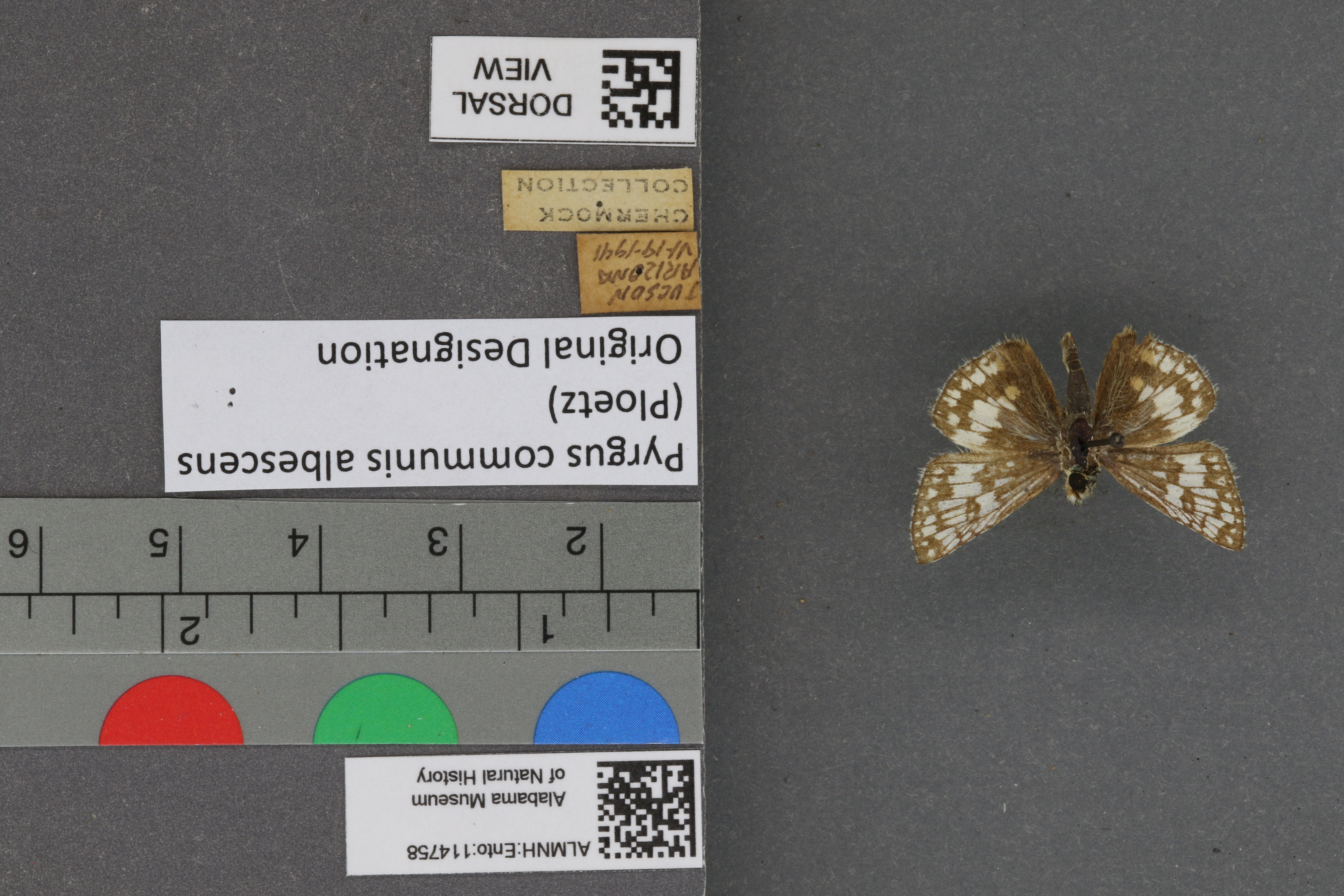 Pyrgus communis