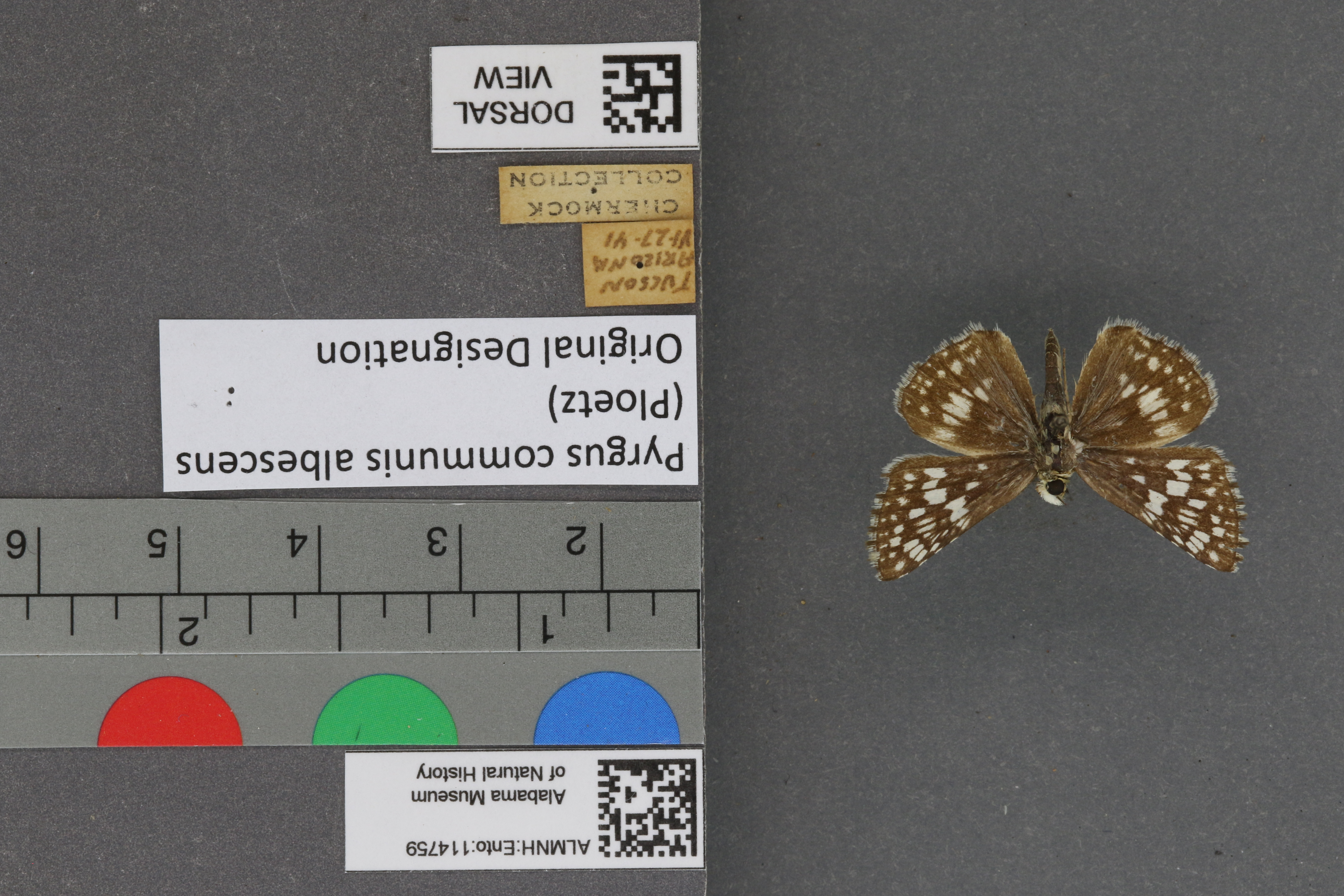 Pyrgus communis