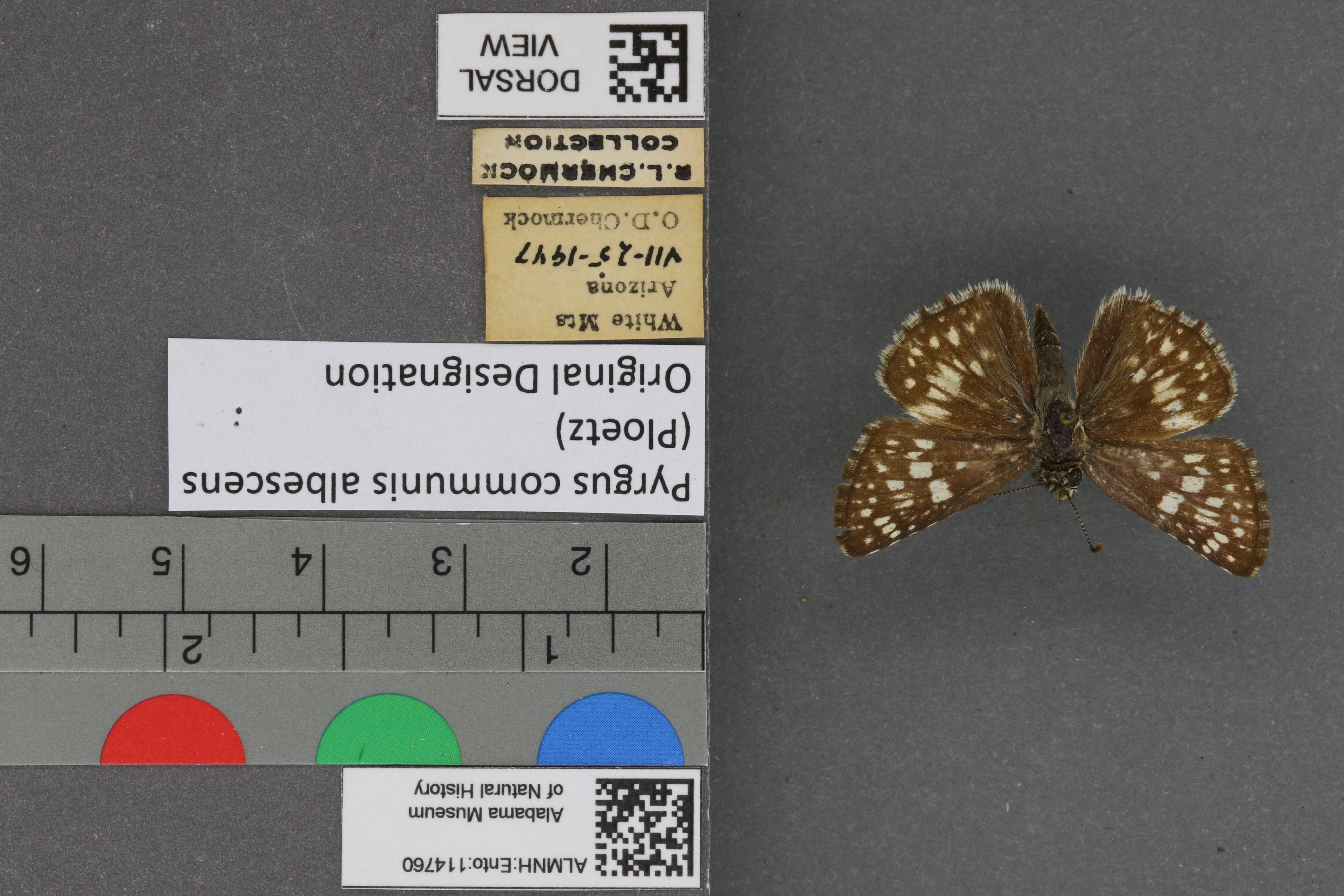 Pyrgus communis