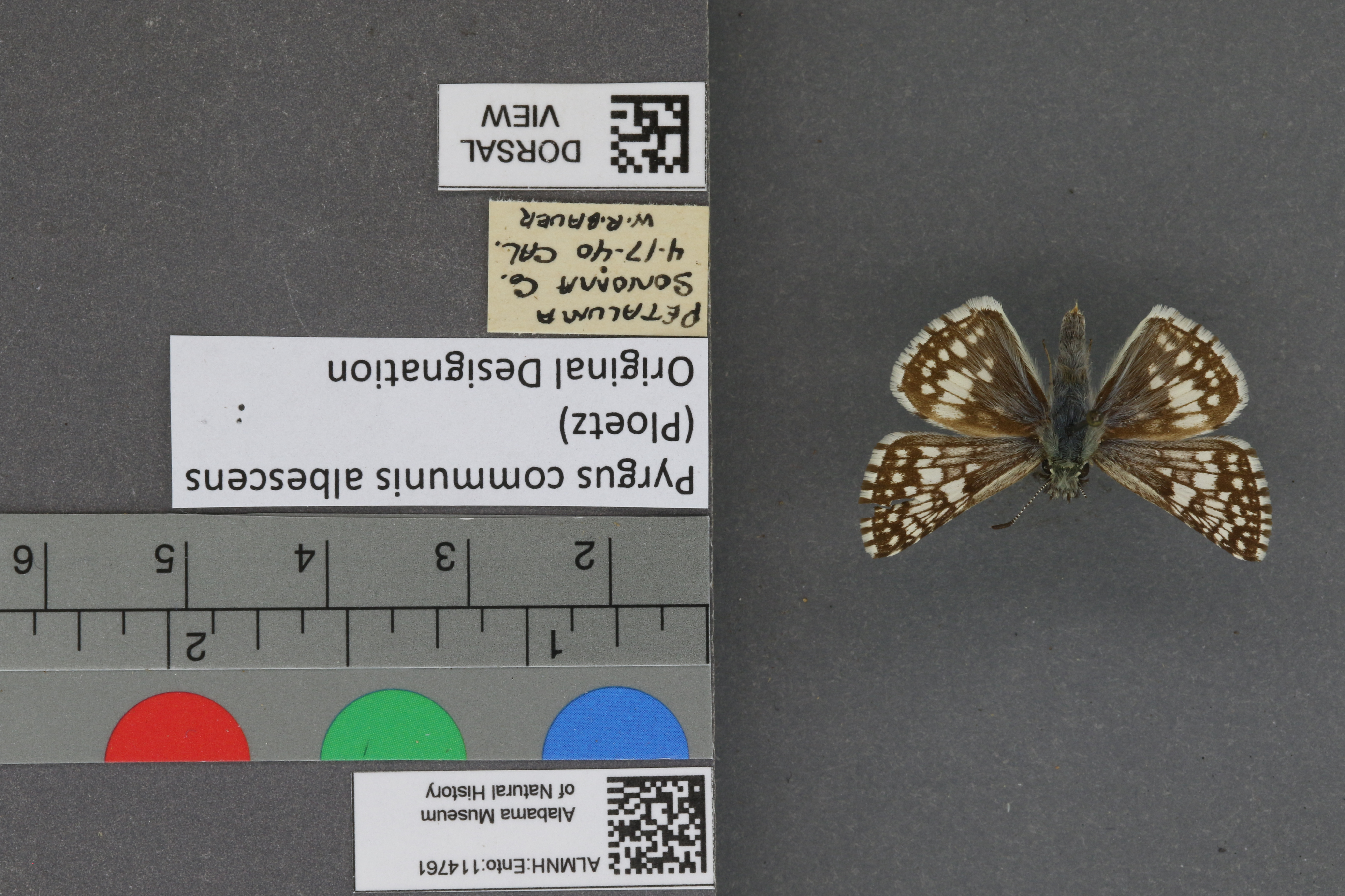 Pyrgus communis