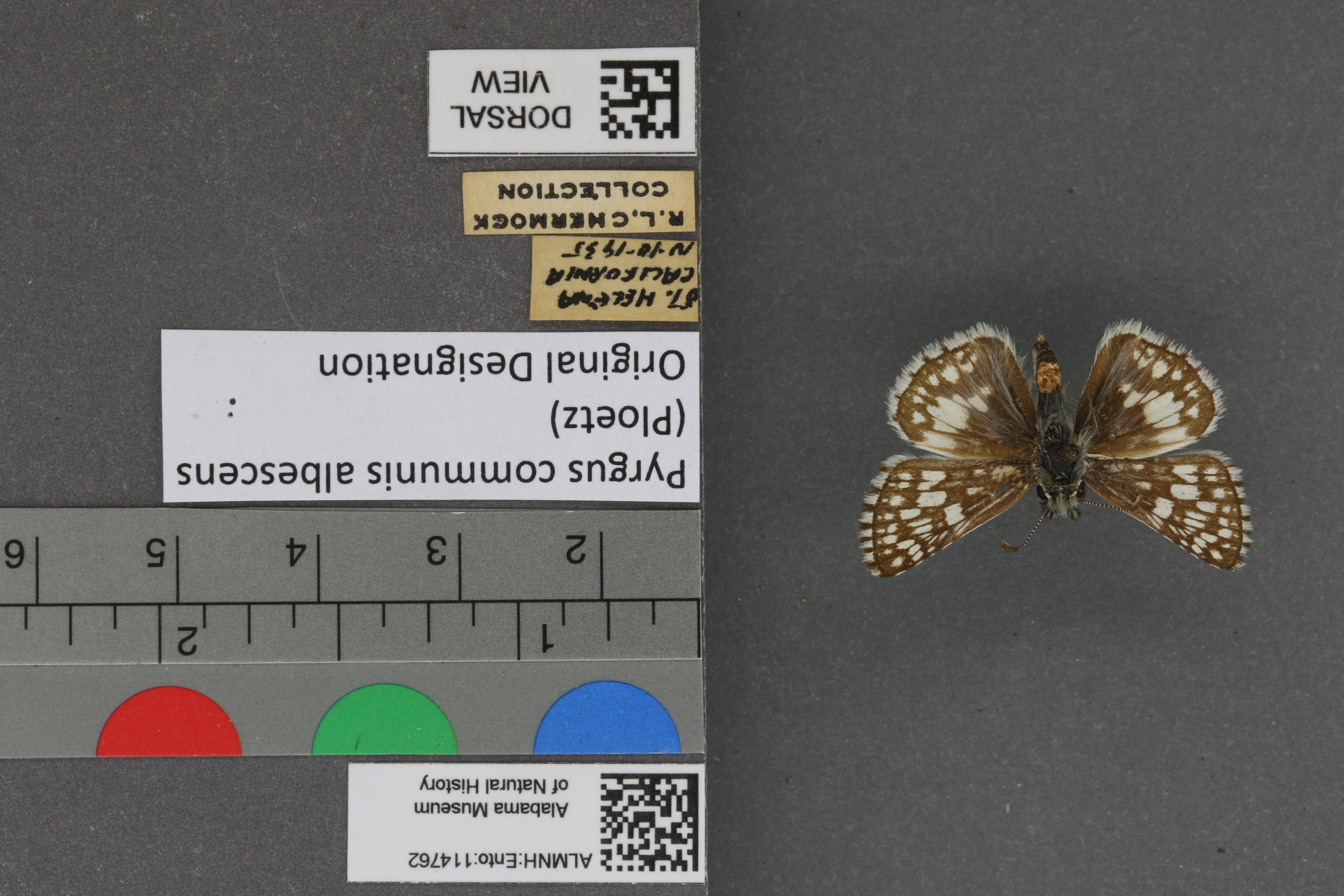 Pyrgus communis