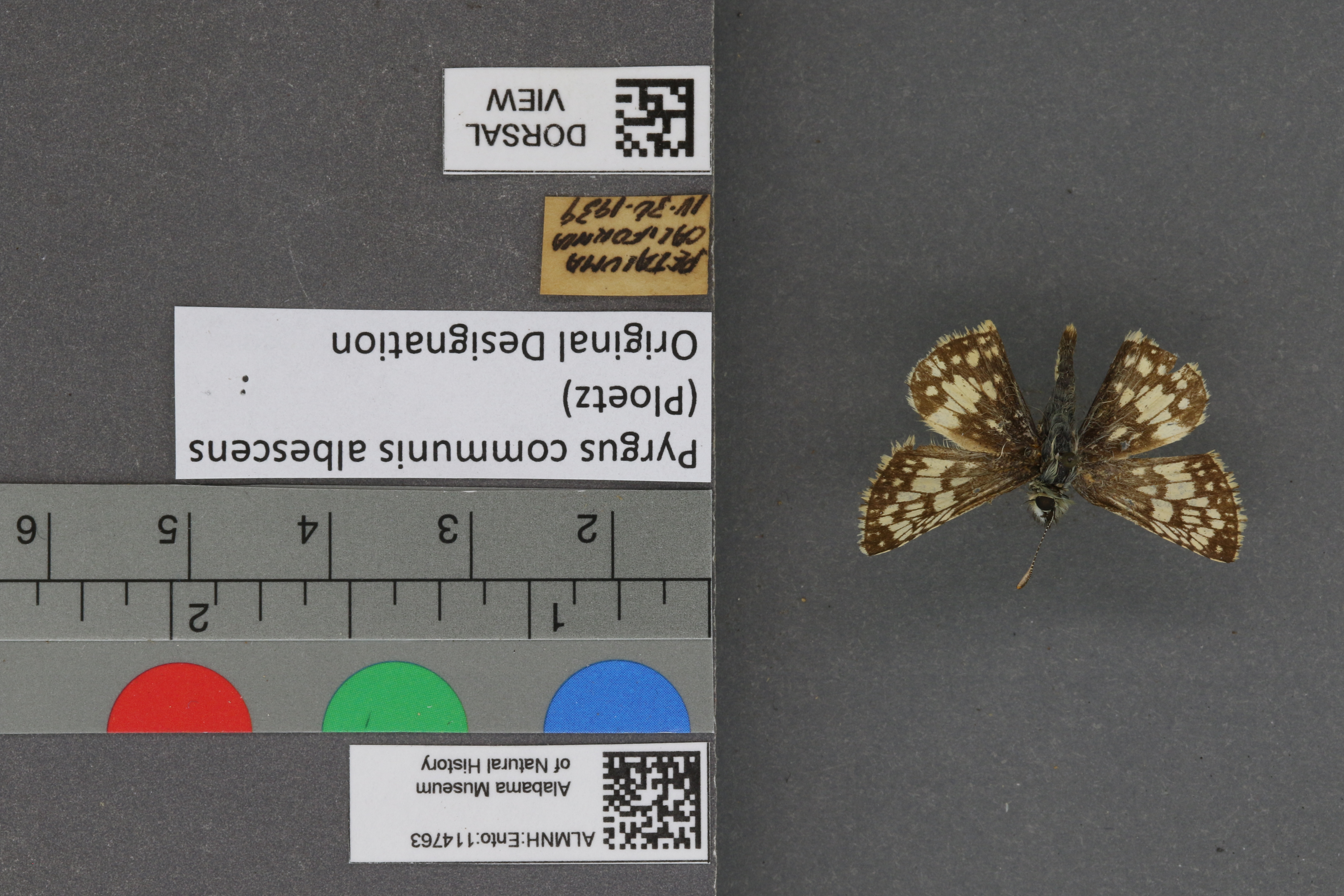 Pyrgus communis
