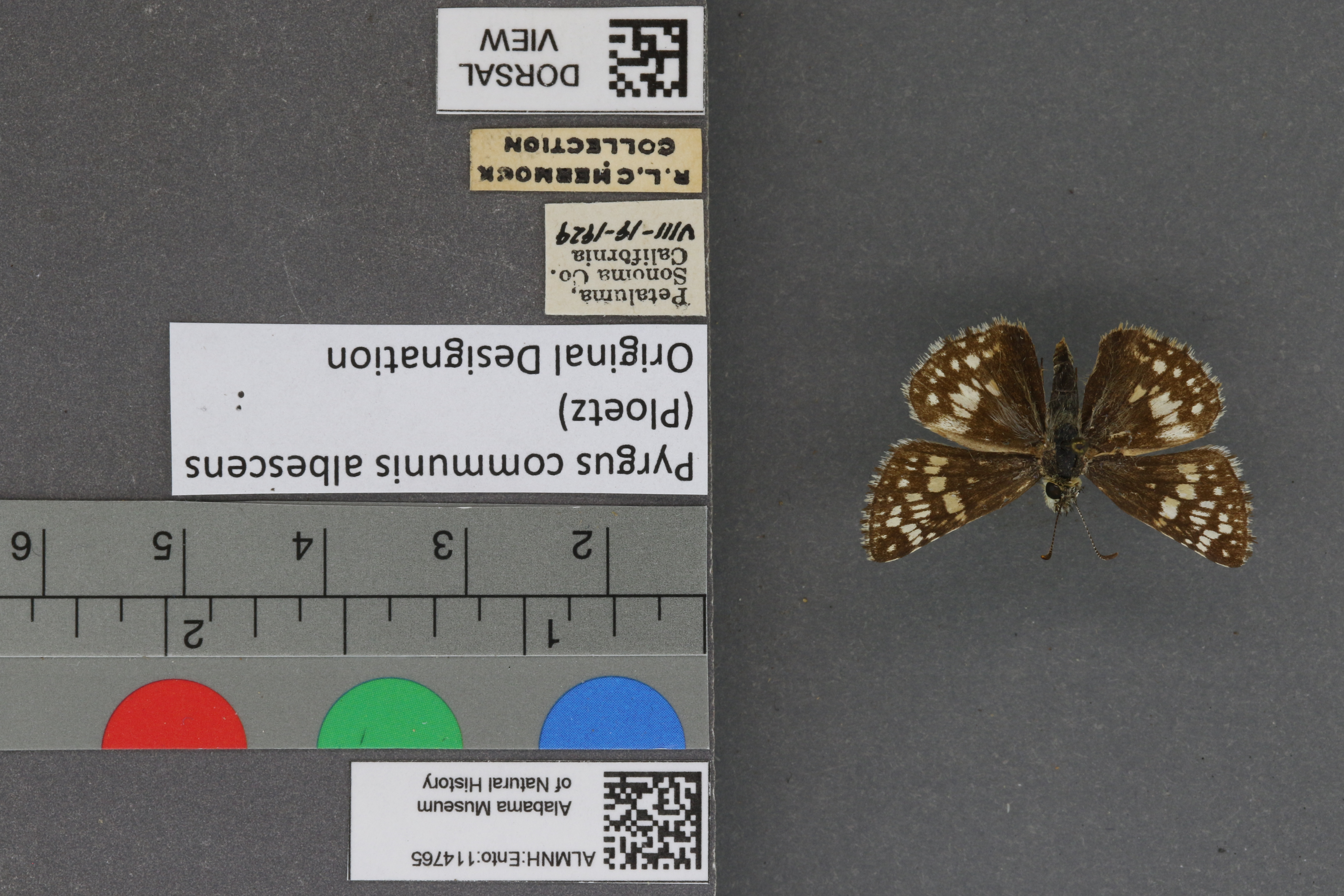 Pyrgus communis