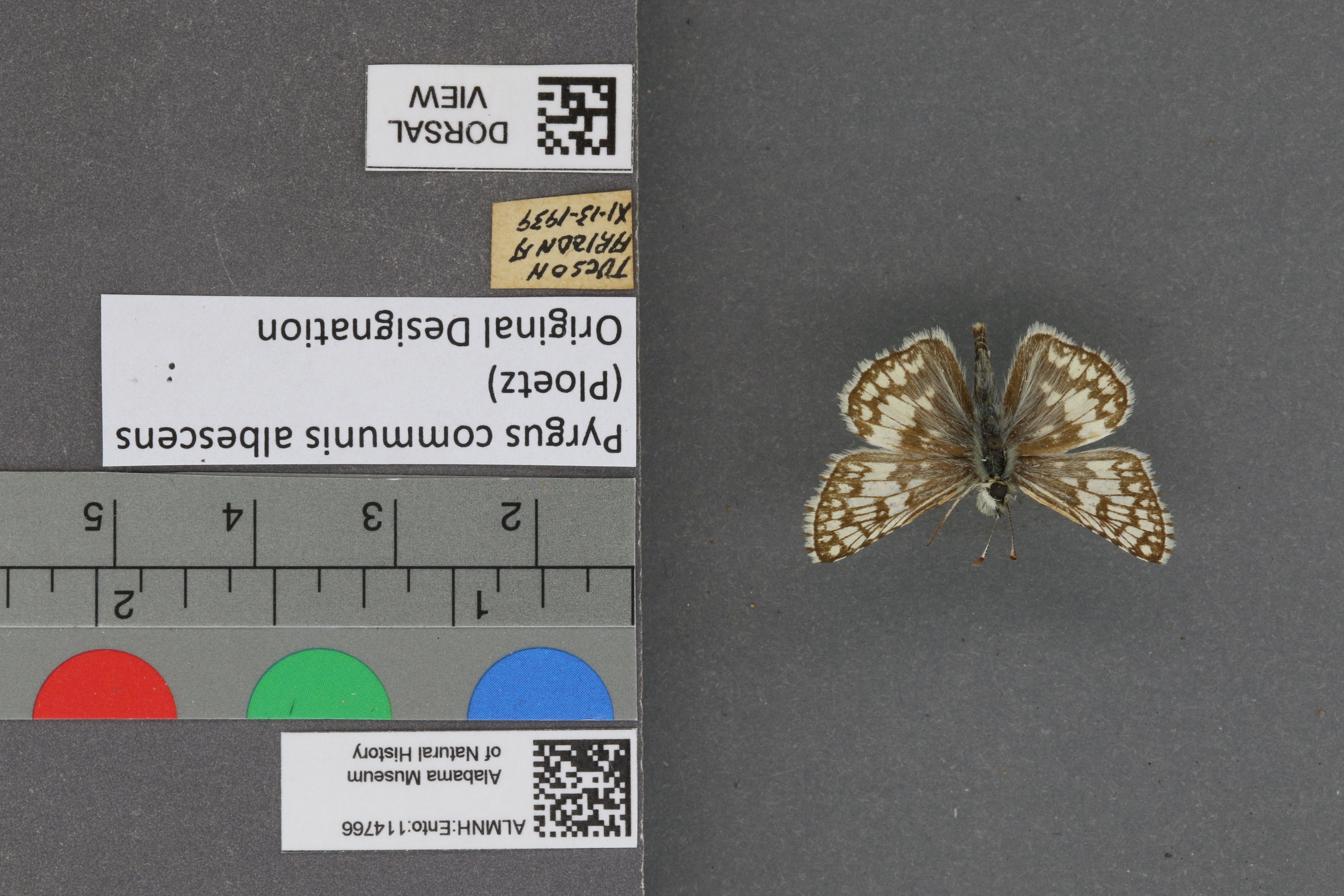Pyrgus communis