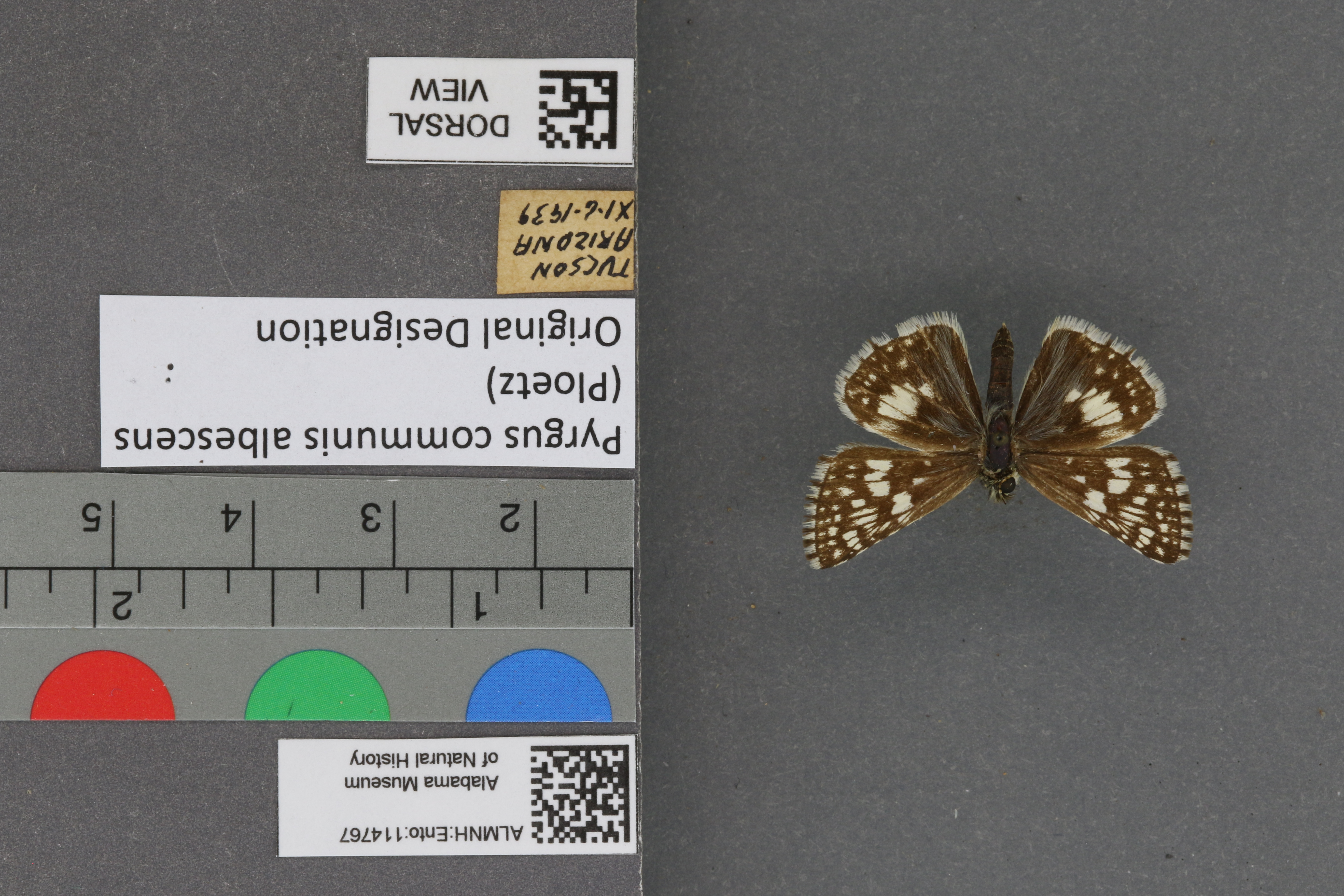 Pyrgus communis