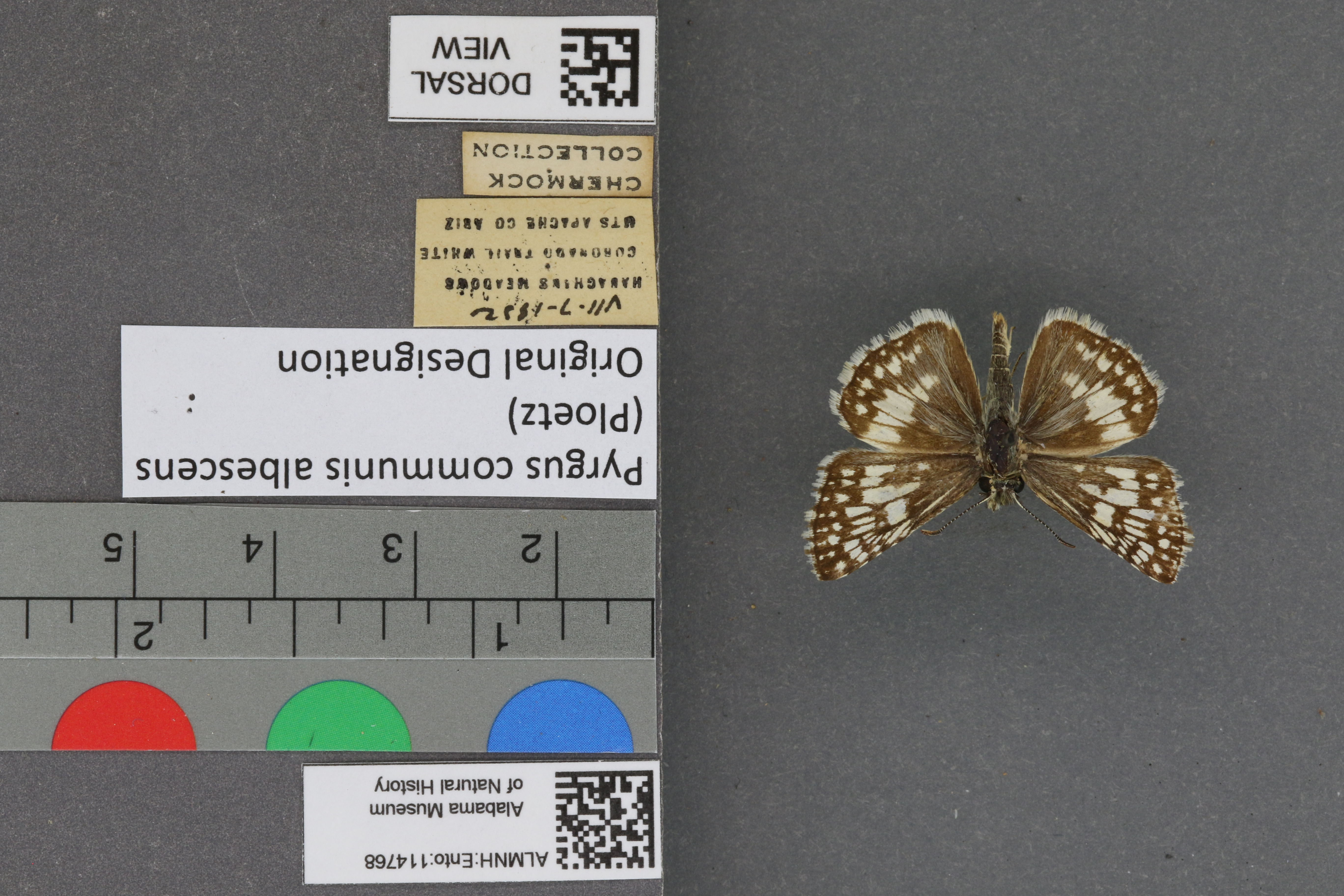 Pyrgus communis