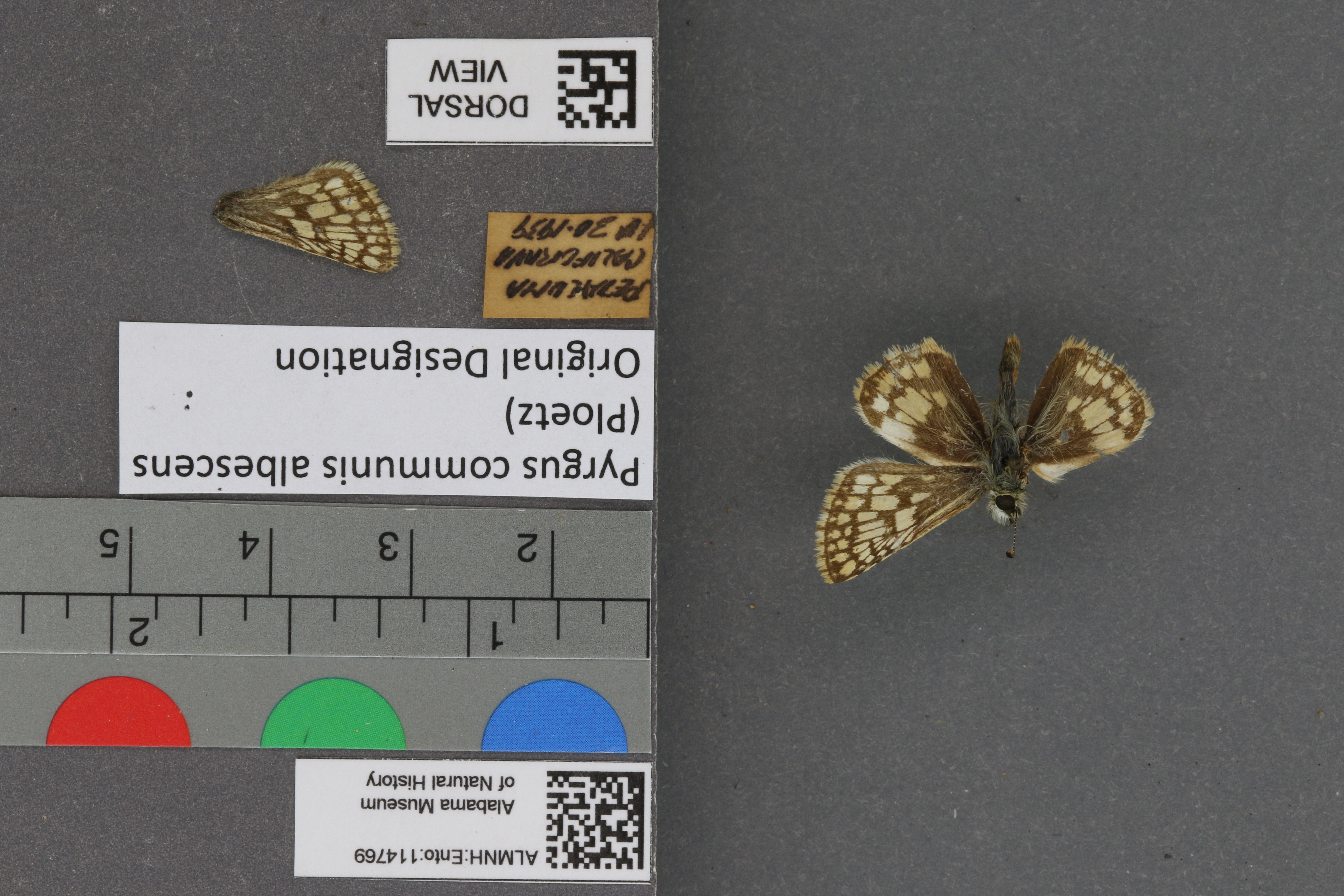 Pyrgus communis