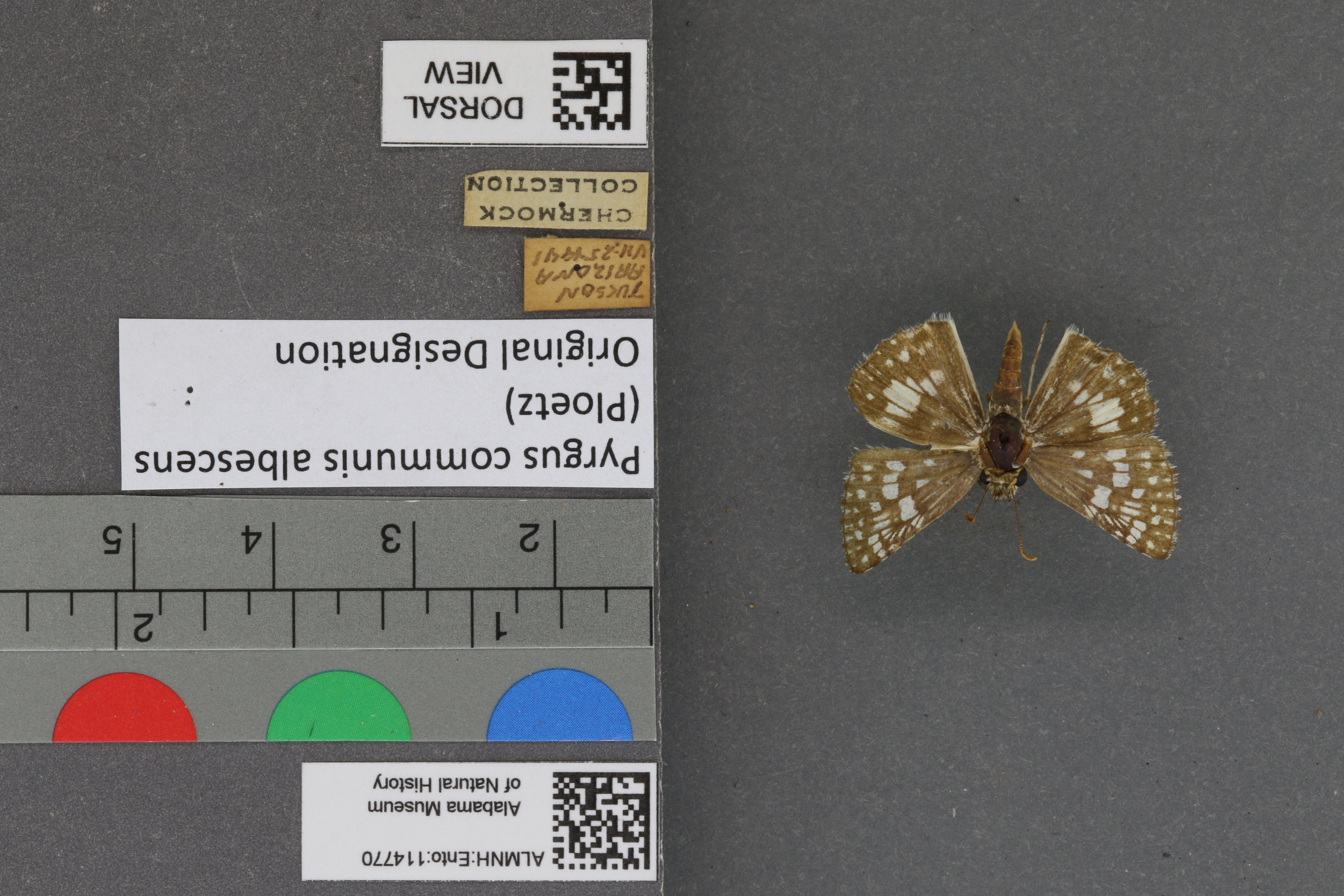 Pyrgus communis