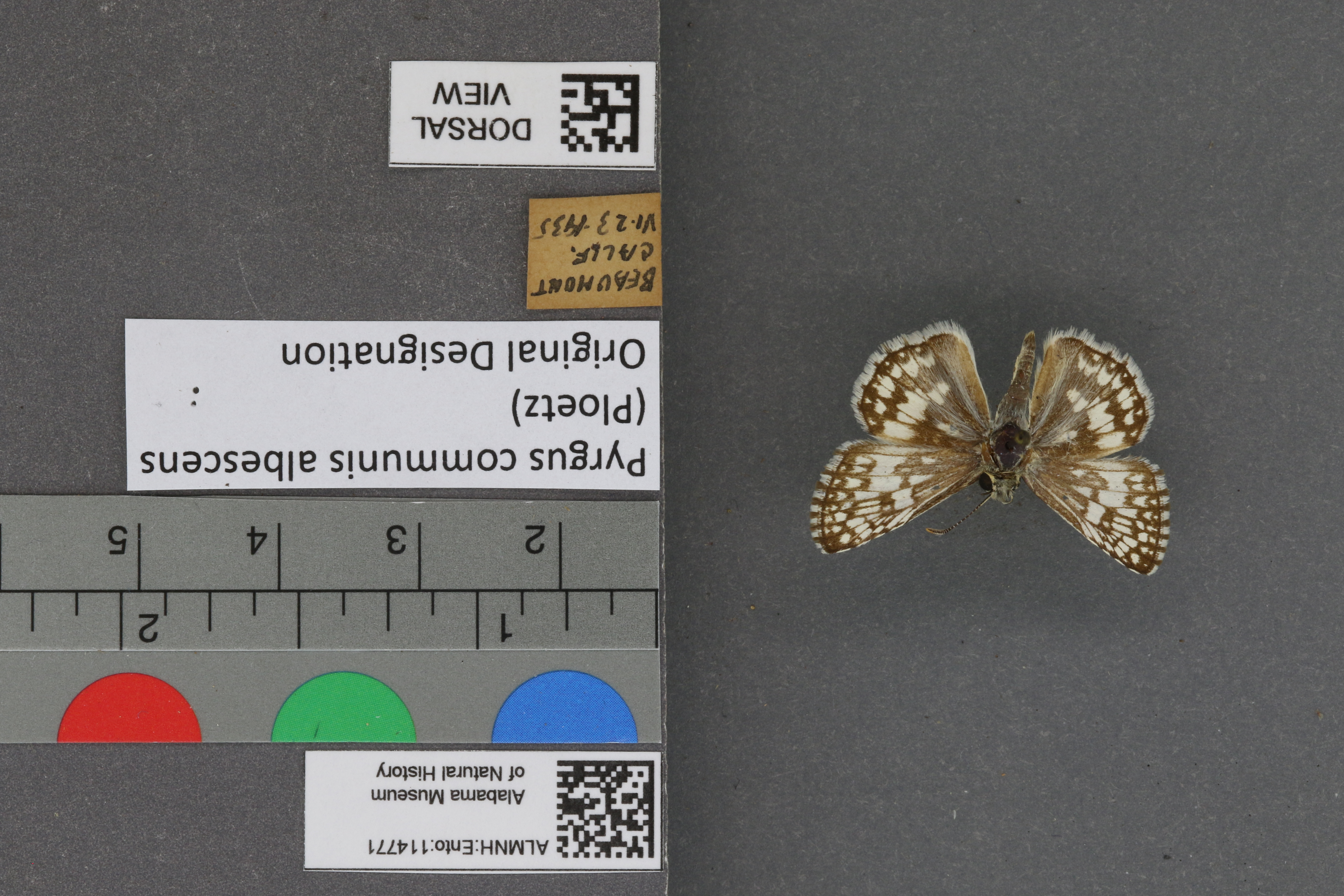 Pyrgus communis
