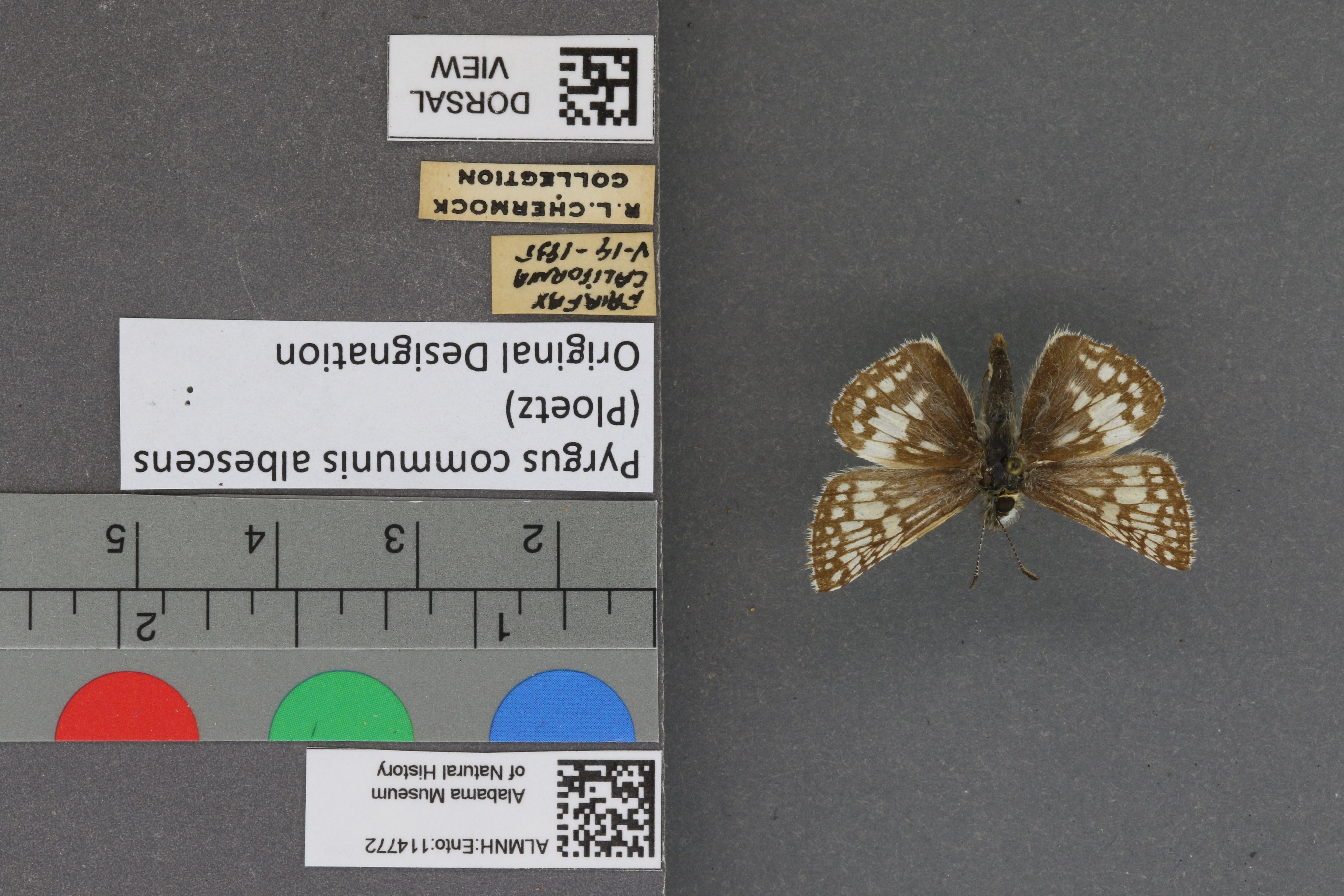 Pyrgus communis