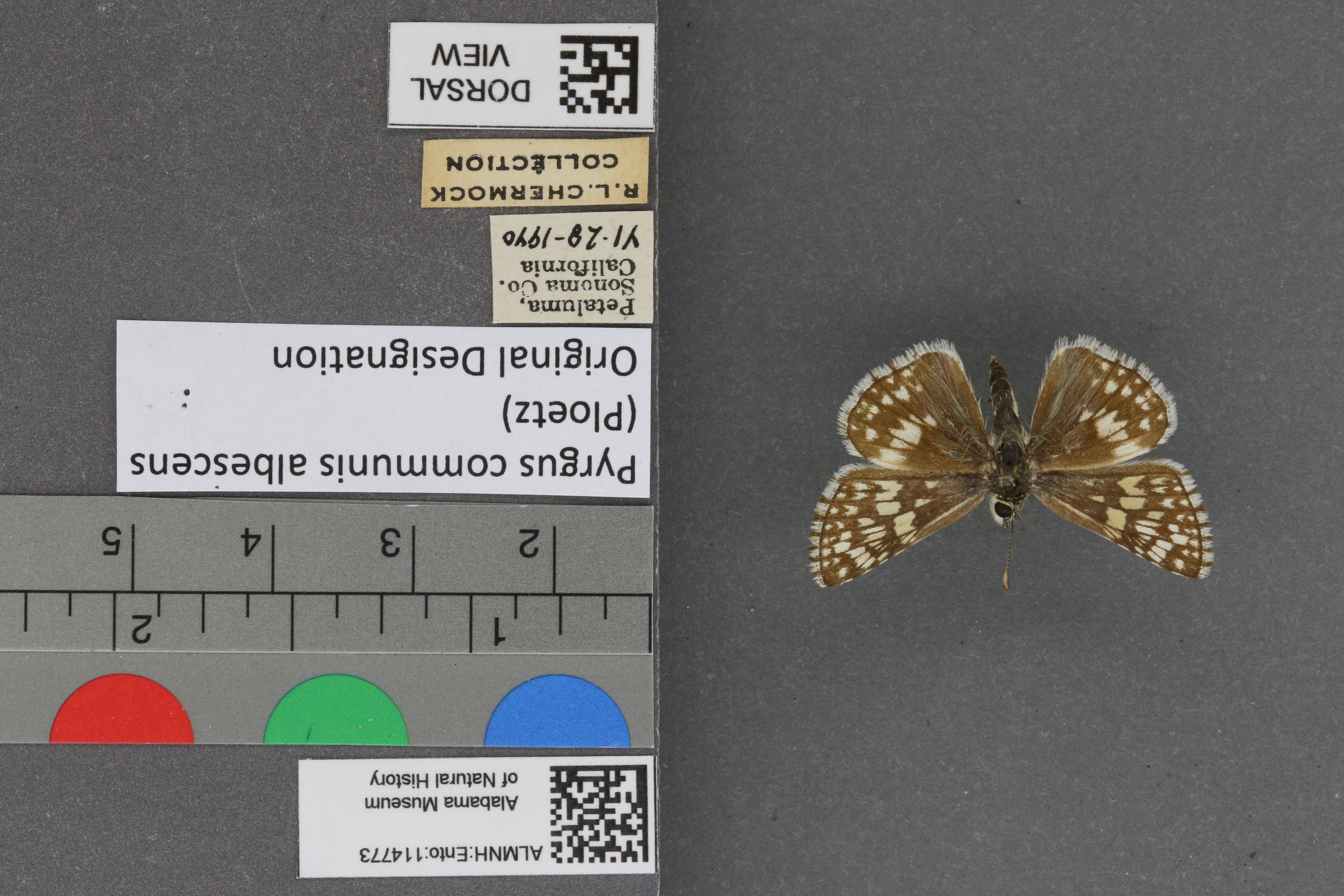 Pyrgus communis