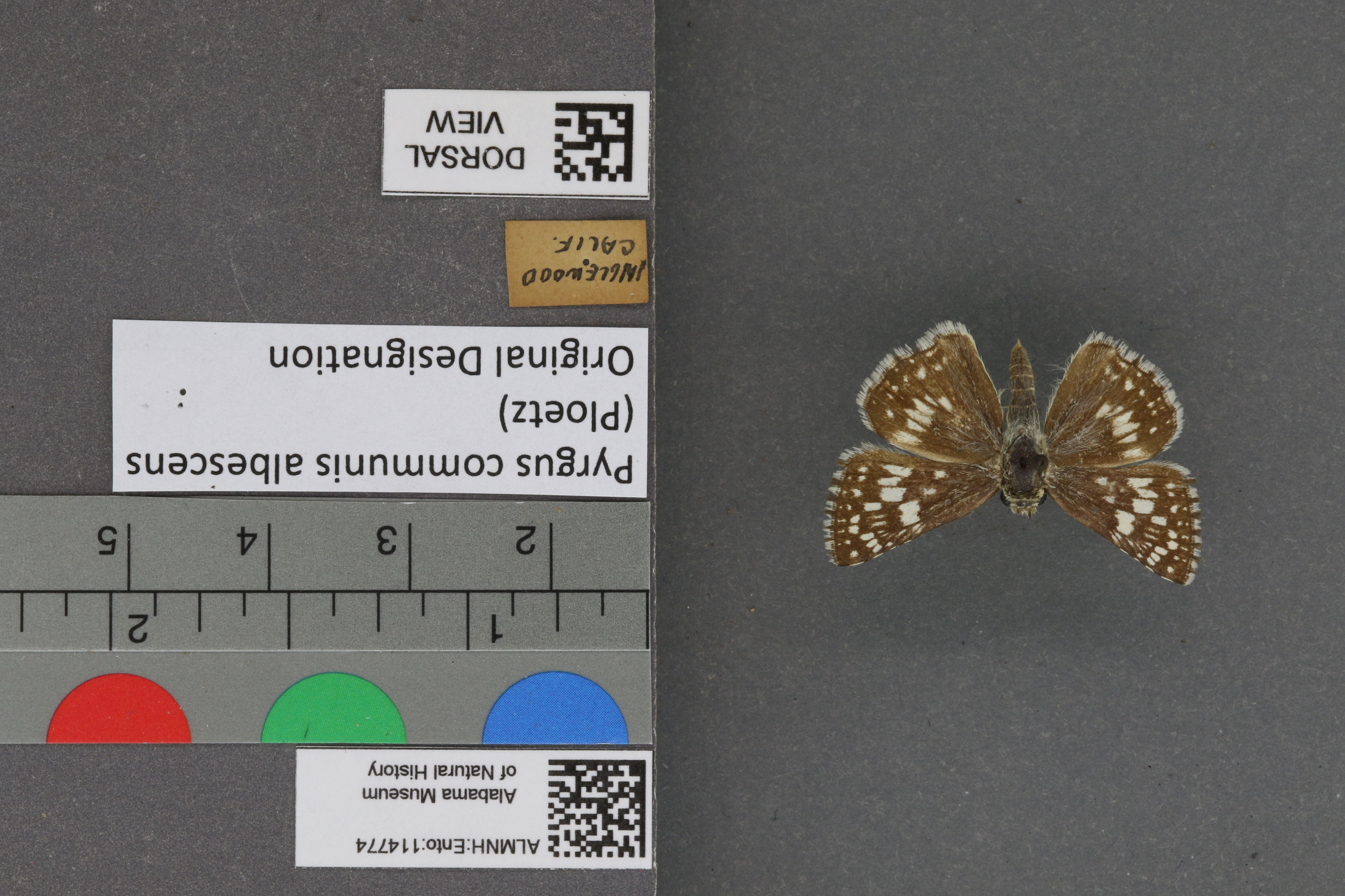Pyrgus communis