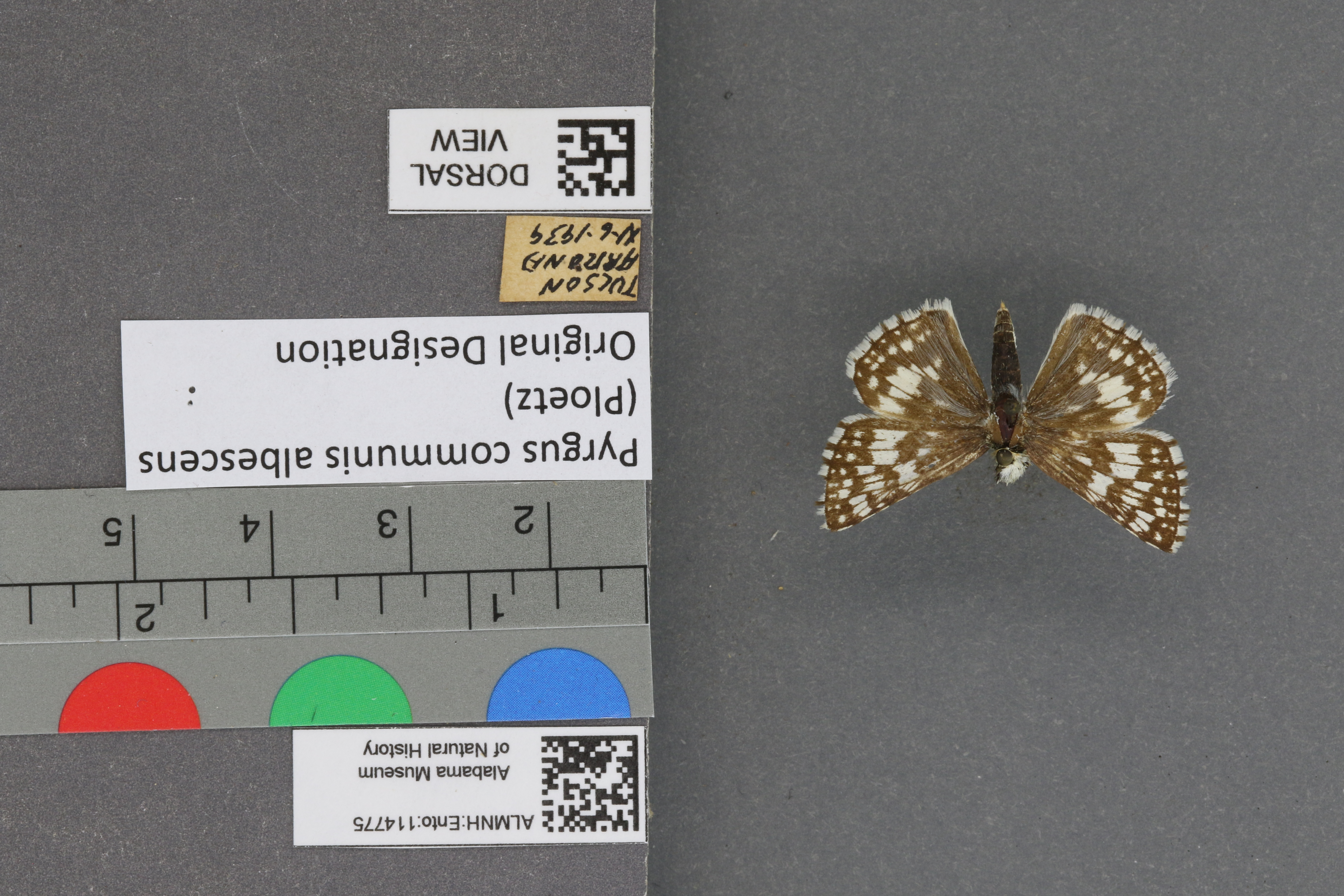Pyrgus communis